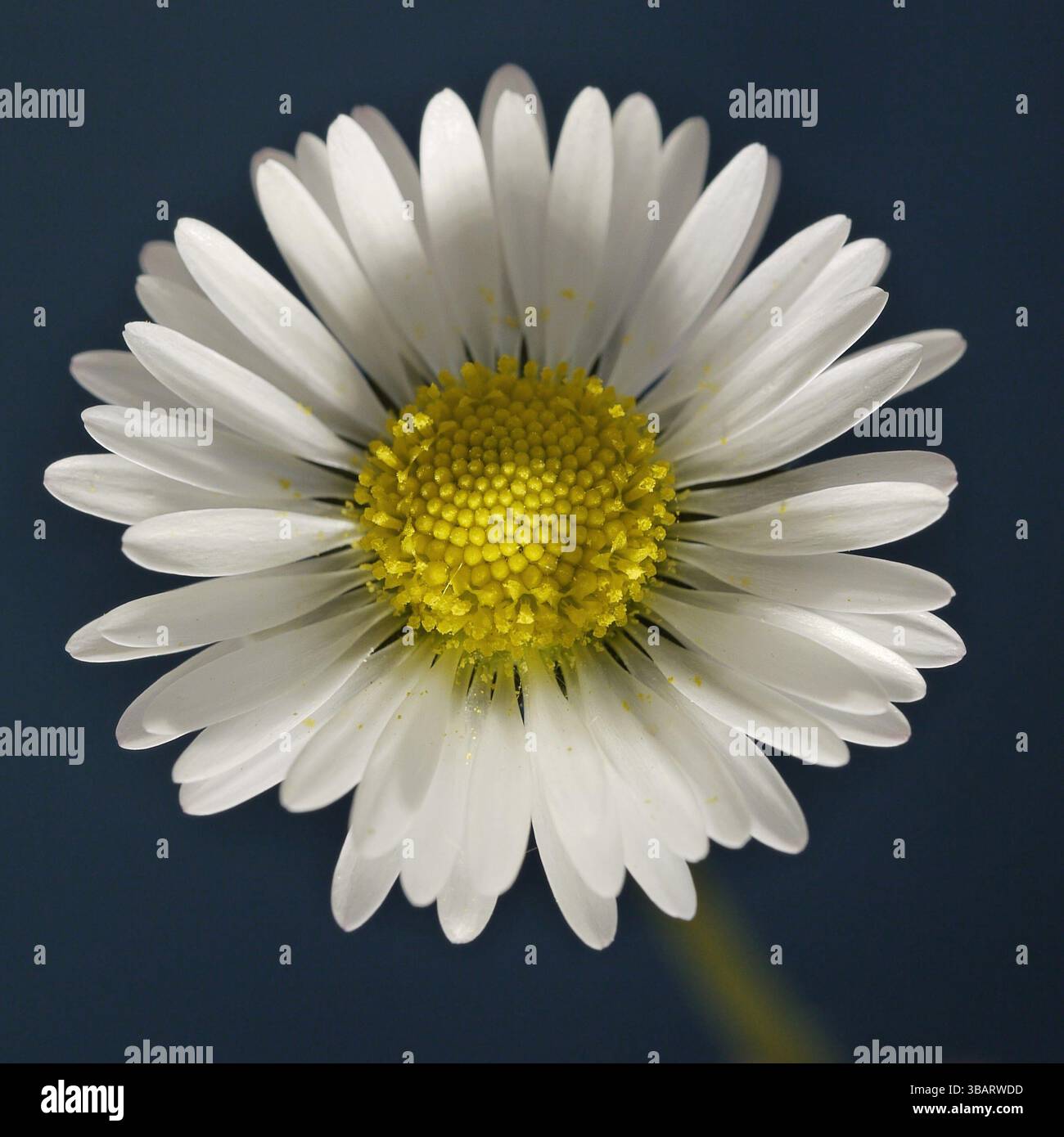 Close up di Daisy Foto Stock