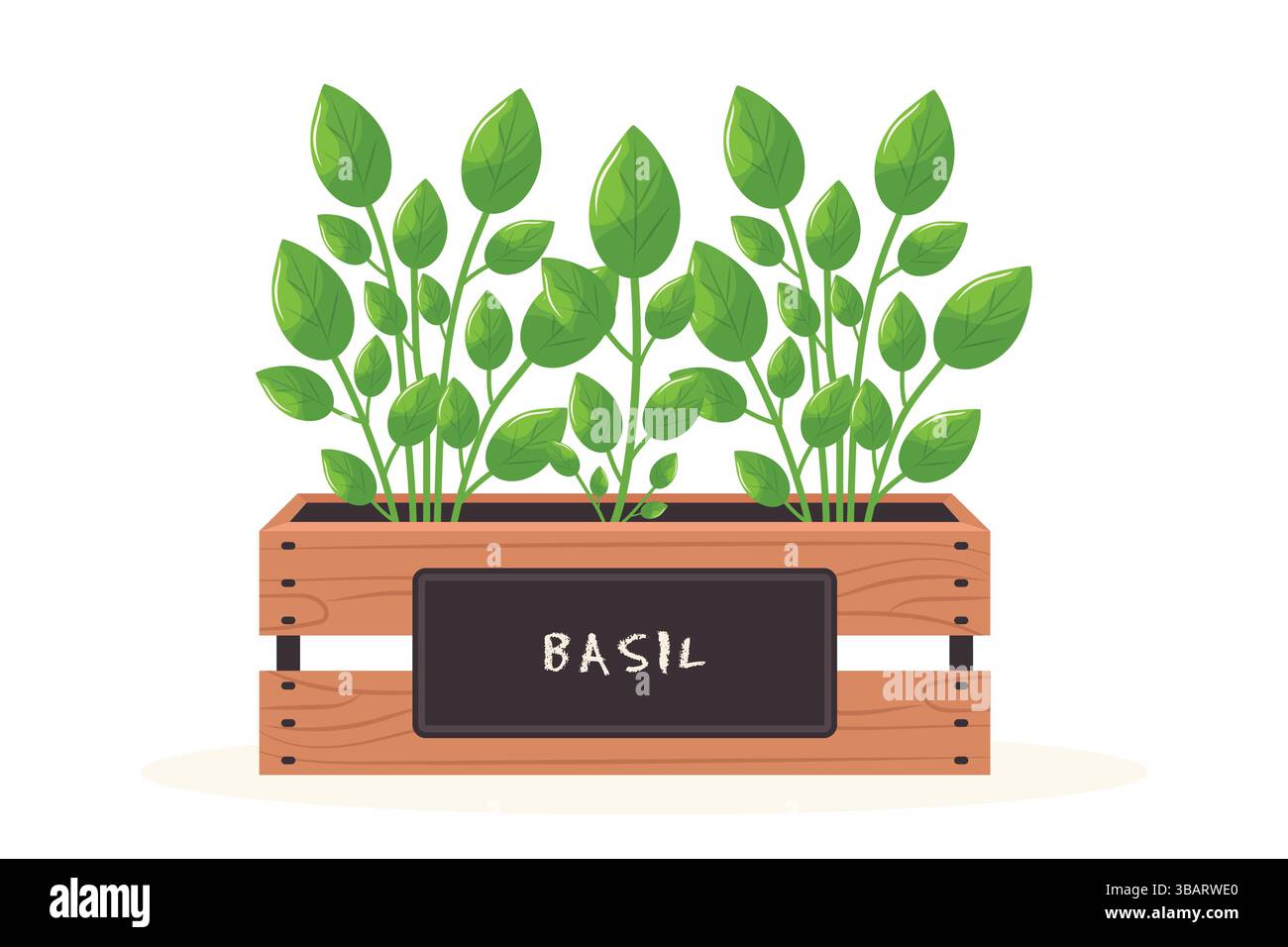 germogli di basilico in scatola di legno illustrazione vettoriale piatta isolata su sfondo bianco con erbe fresche. Illustrazione Vettoriale