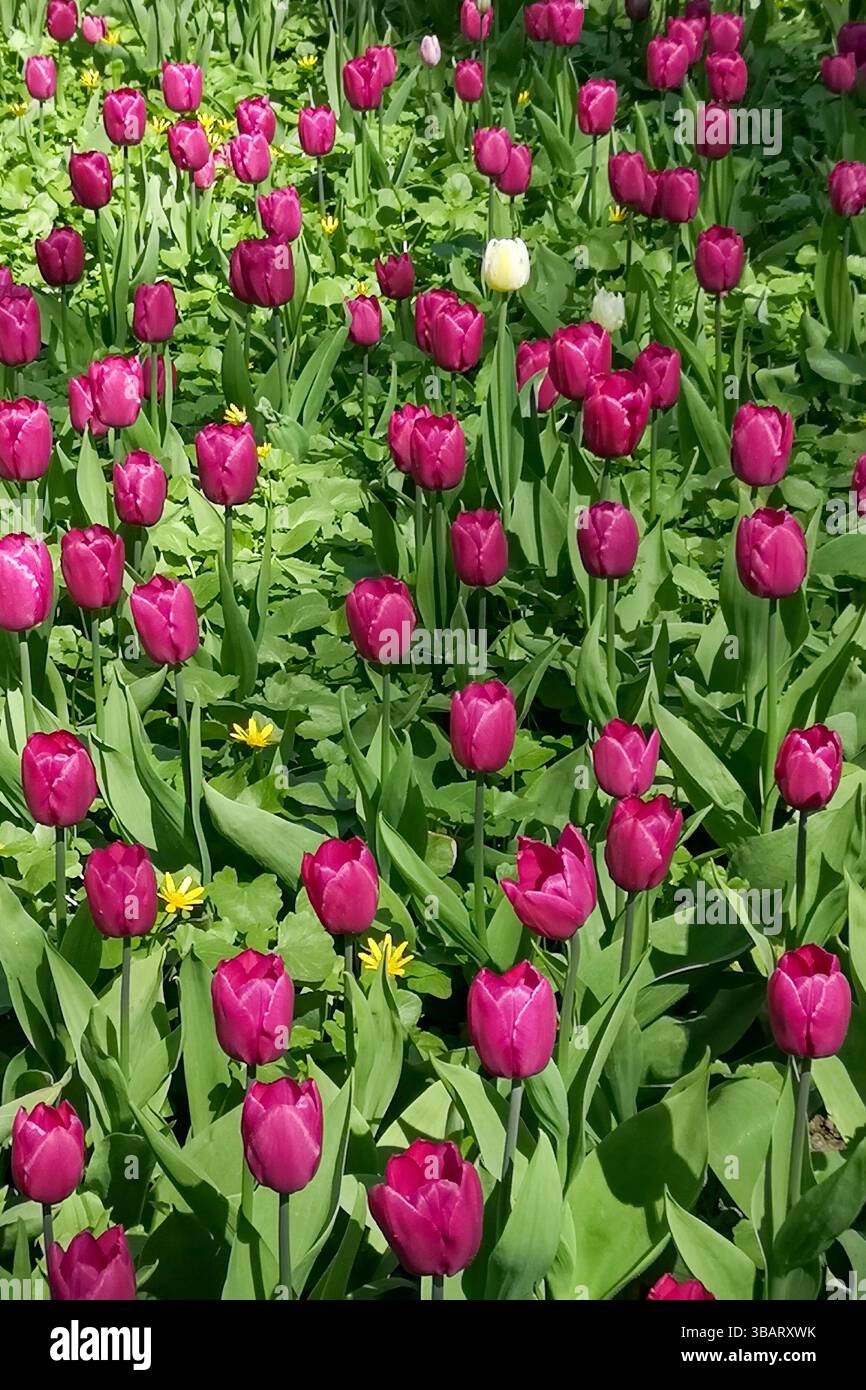Un campo di tulipani rosa vibranti in piena fioritura circondato da lussureggianti foglie verdi in una giornata di sole. Bellezza e freschezza della natura primaverile. Foto Stock