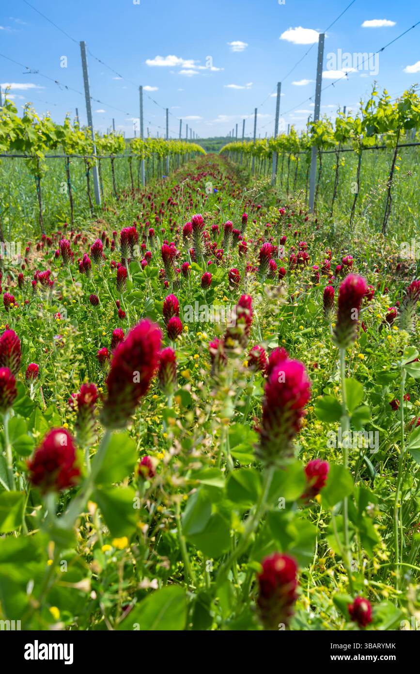 Trifoglio cremisi che cresce come coltura di copertura in vigna nella regione della Moravia meridionale, Repubblica Ceca, promuovendo la biodiversità e la salute del suolo Foto Stock
