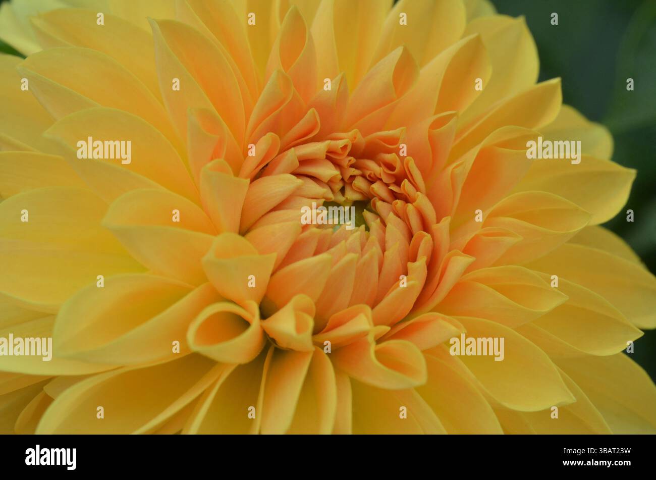 Dahlia "Darcy" fiore. Foto macro di petali e centro. Foto Stock