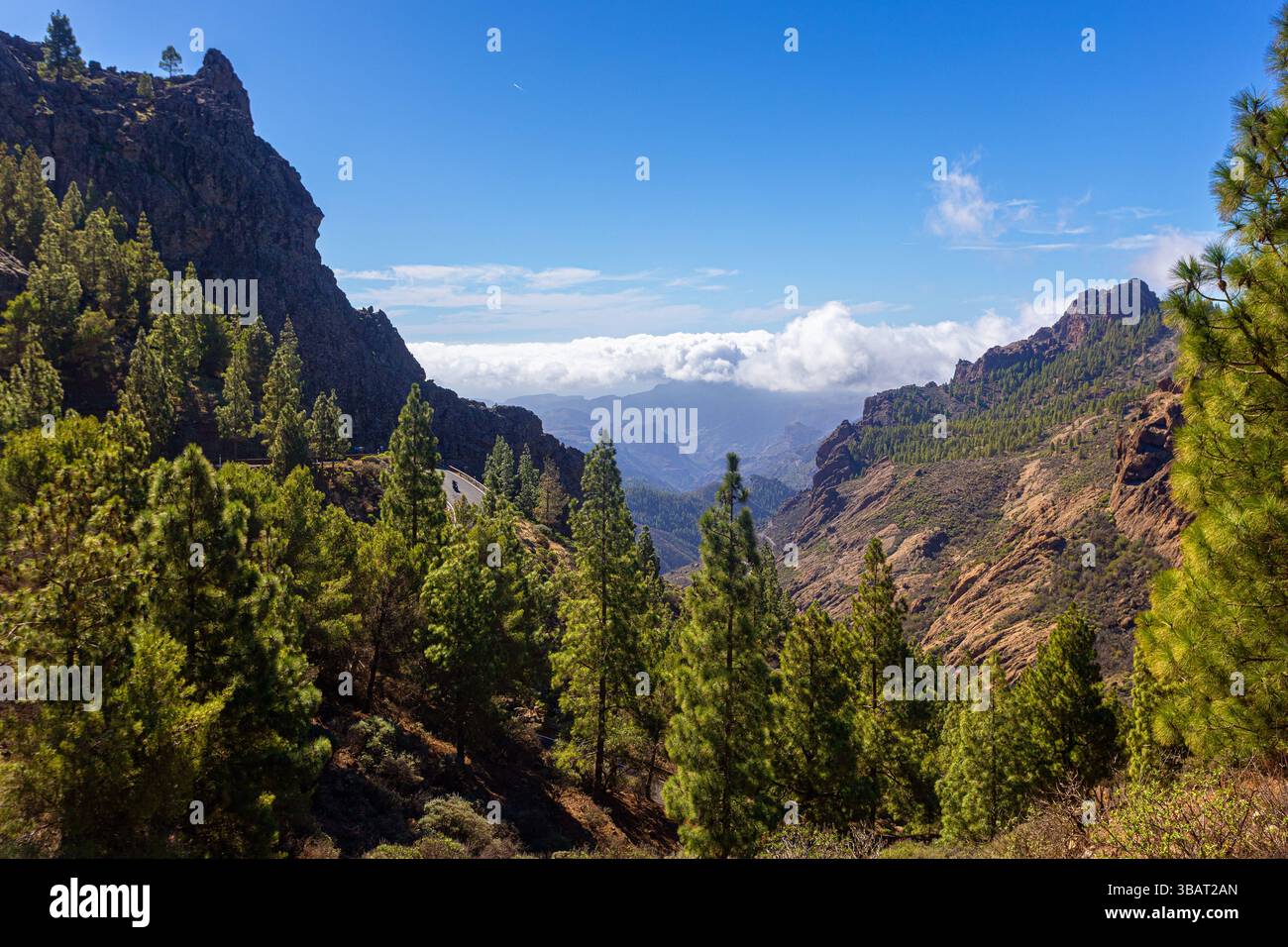 La strada panoramica di montagna si snoda attraverso una fitta foresta di pini dell'isola delle canarie, offrendo vedute mozzafiato dell'aspro paesaggio di gran canaria Foto Stock