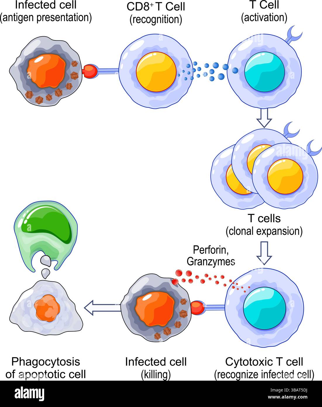 Attivazione e risposta T-cell. Immunità adattiva. Illustrazione vettoriale. Poster medico. Diagramma schematico Illustrazione Vettoriale
