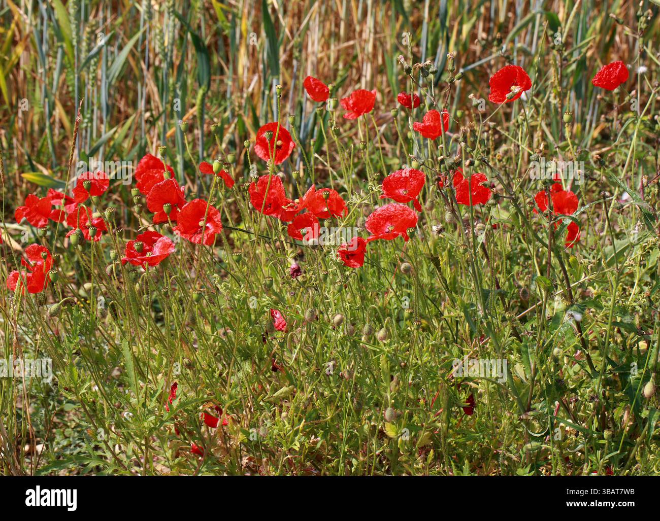 Papaveri comuni, papavero di mais, rosa di mais, papavero di campo, papavero delle Fiandre, Red Poppy o Odai, Papaver rhoeas, Papaveraceae. REGNO UNITO. Foto Stock