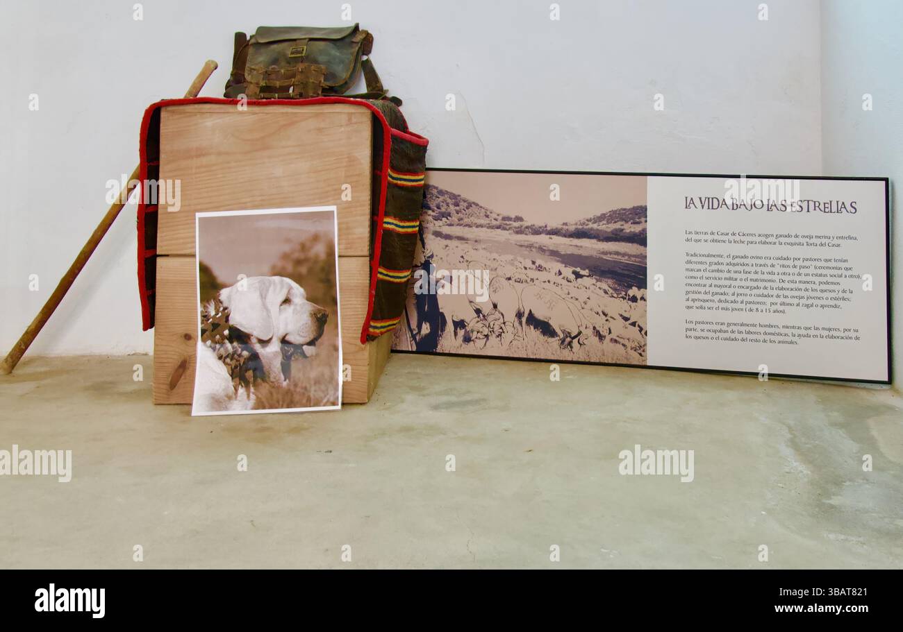 Mostre nel Museo del formaggio in una casa che espone il processo per la realizzazione della famosa torta del Casar a Casar de Caceres Extremadura Spagna Europa Foto Stock