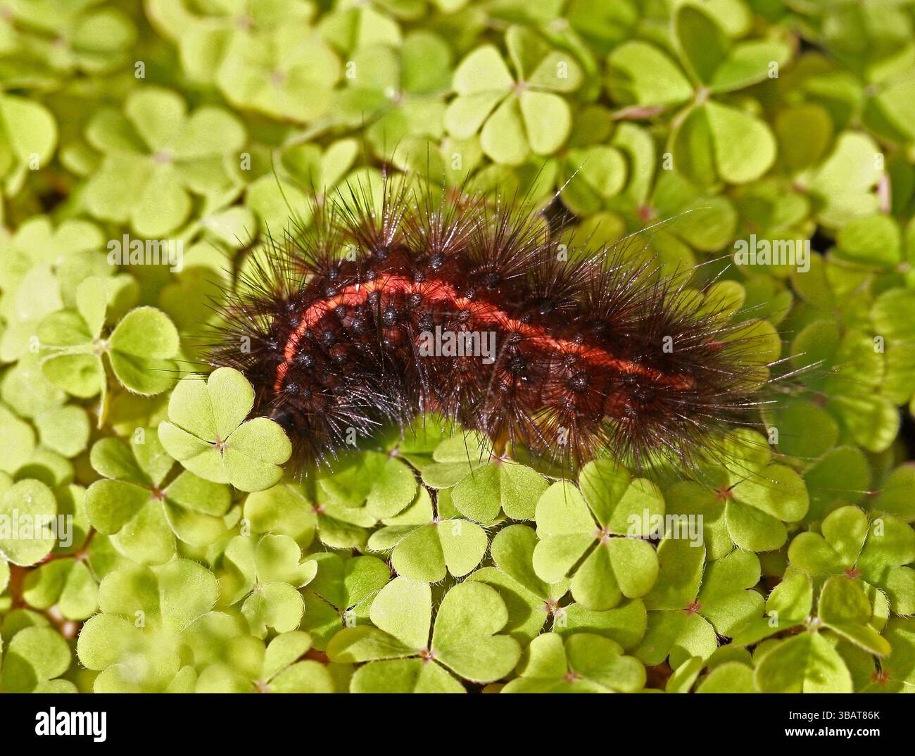 White Ermine Moth Caterpillar, Spilosoma Lubricipeda (Spilosoma menthastri), Erebidae (precedentemente Arctiidae). REGNO UNITO. Foto Stock