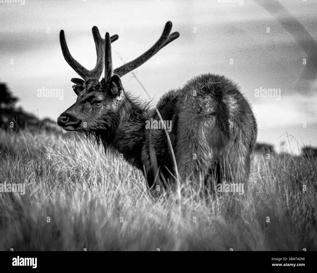 Cervo di Sambar dello Sri Lanka (Rusa unicolor unicolor) catturato nel parco nazionale di Horton Plains, Sri Lanka. Foto Stock
