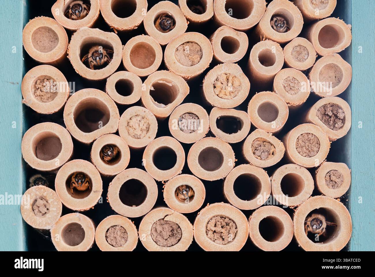 Mason api e nidi in una casa di api fatta di buchi di bambù Foto Stock