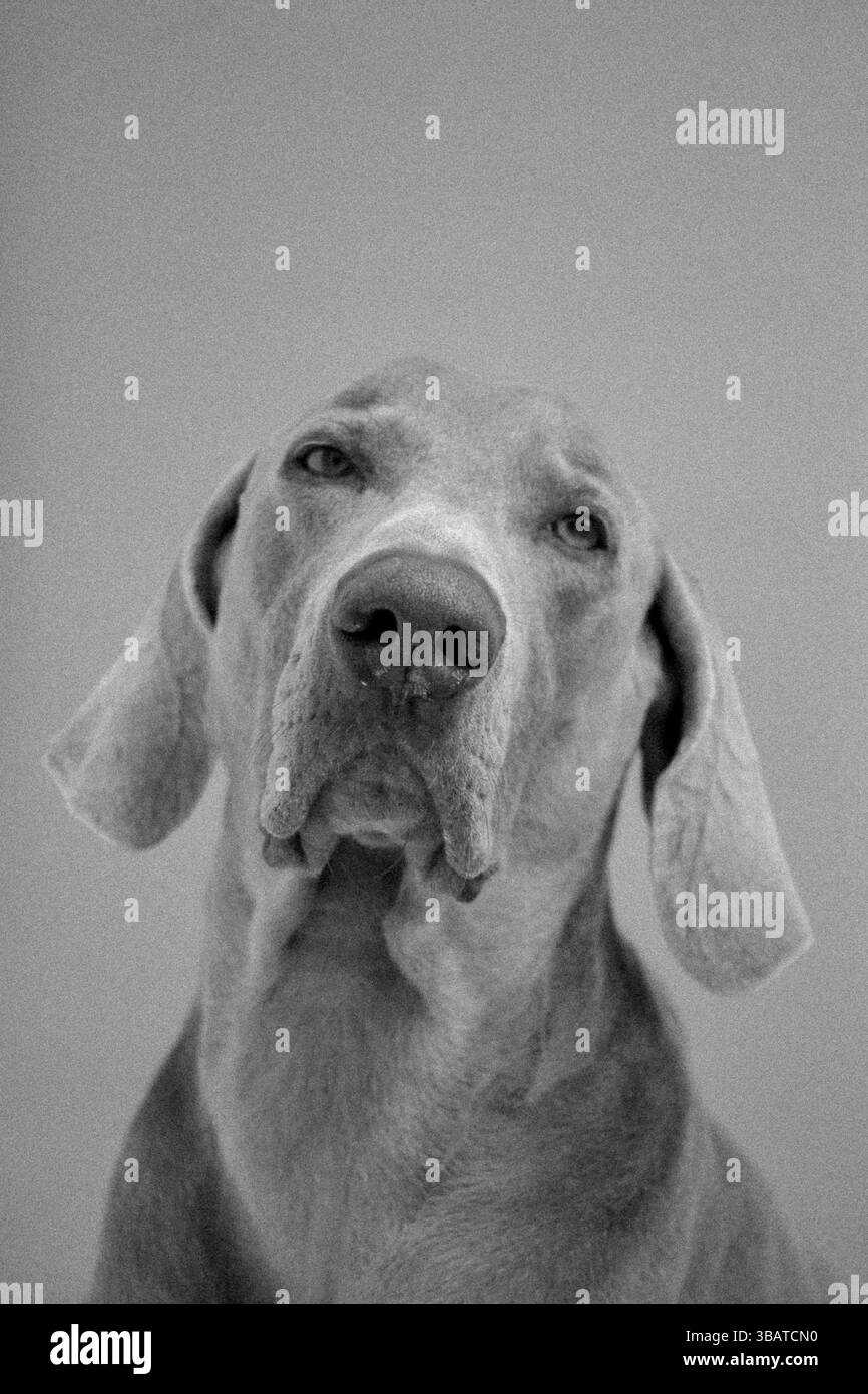 Ritratto del cane Weimaraner Foto Stock