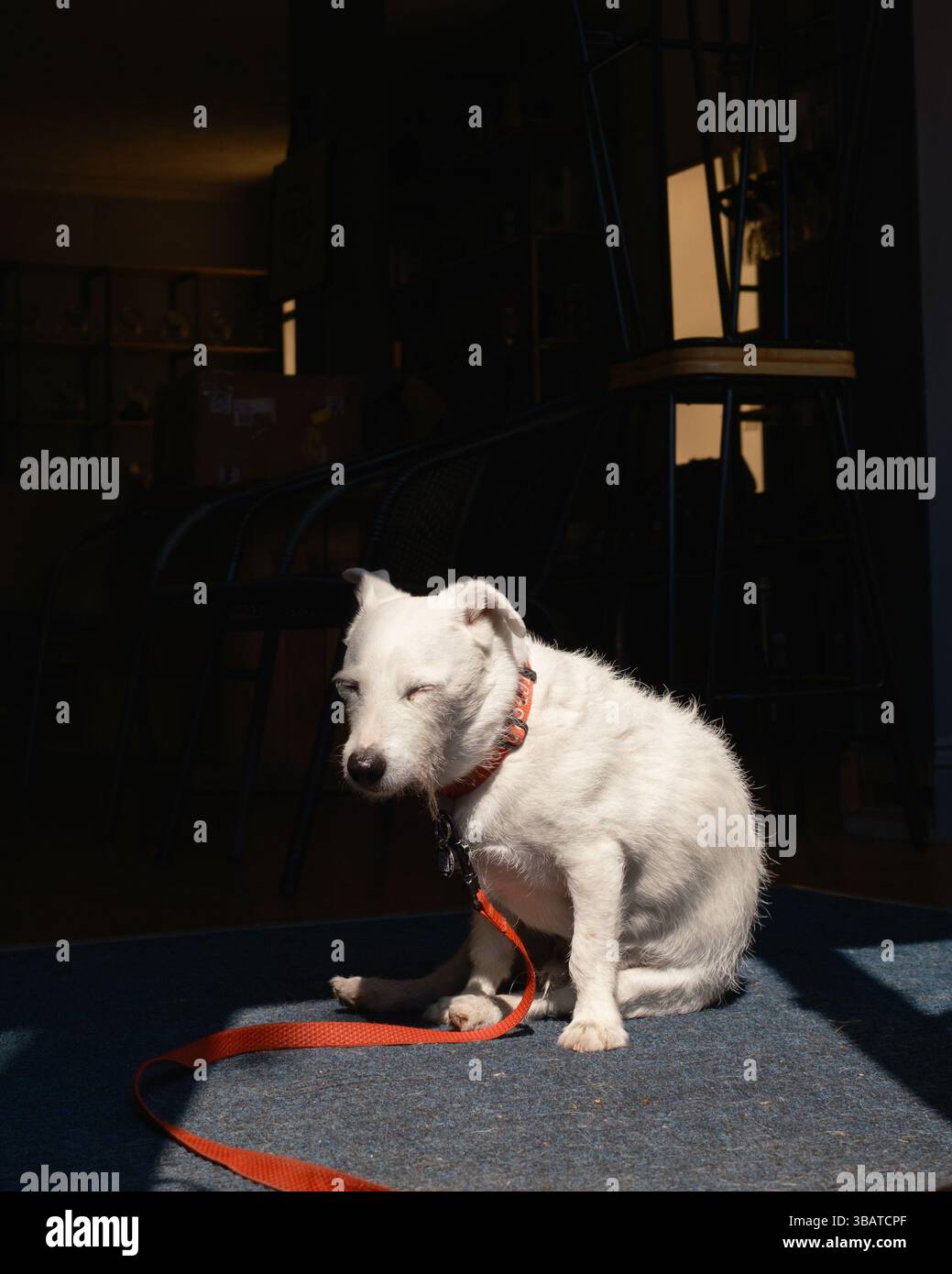 Un vecchio cane assonnato seduto all'ingresso di un negozio a Brecon, nel Galles del Sud Foto Stock