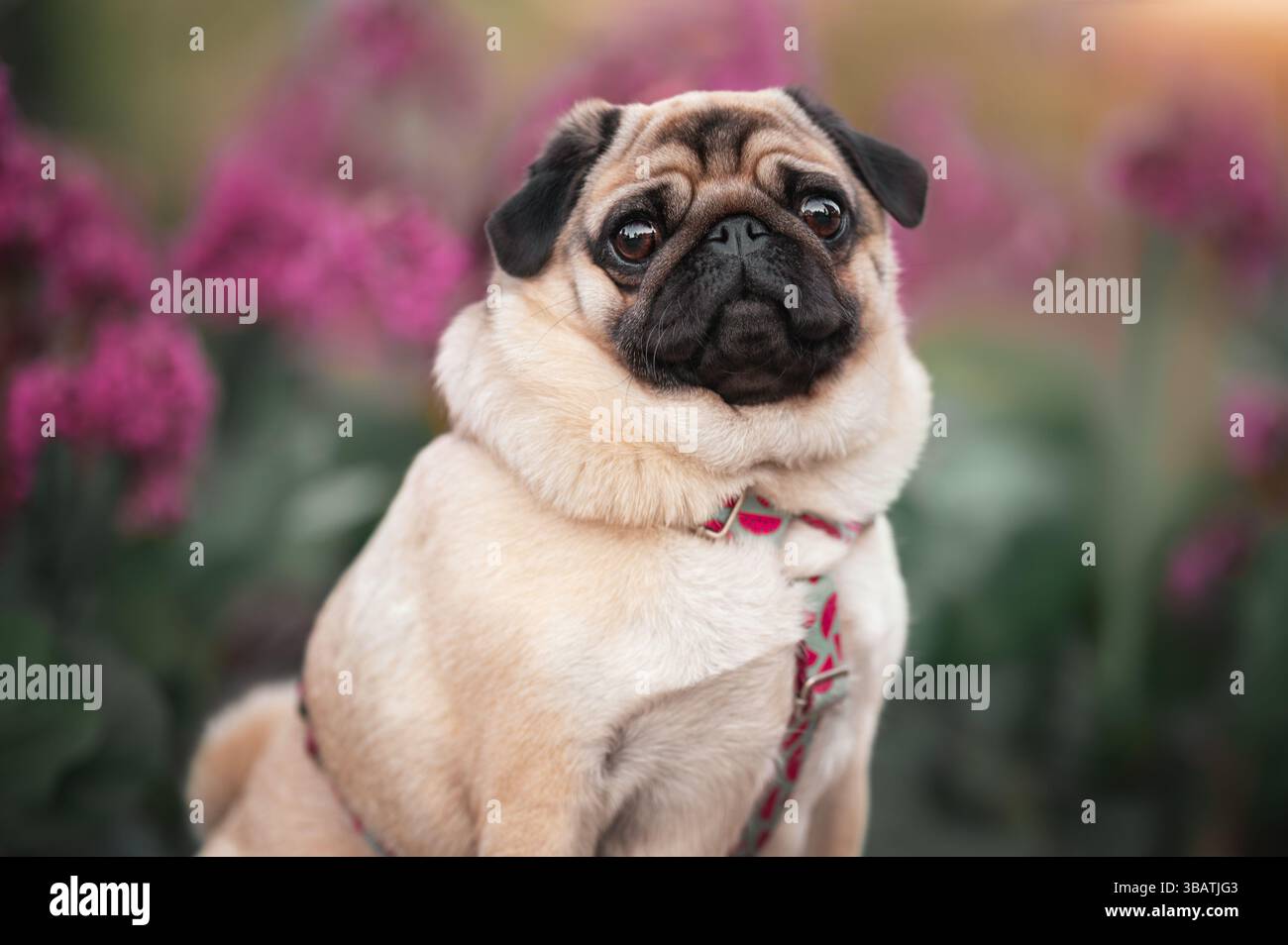 Ritratto ravvicinato di un adorabile cane cucciolo seduto all'aperto. Il cane di razza pura indossa un'imbracatura e guarda direttamente la telecamera. Purp in fiore Foto Stock
