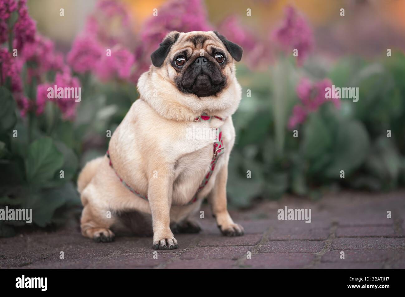 Ritratto ravvicinato di un adorabile cane cucciolo seduto sul pedone all'aperto. Il cane di razza pura indossa un'imbracatura e guarda direttamente il cameriere Foto Stock