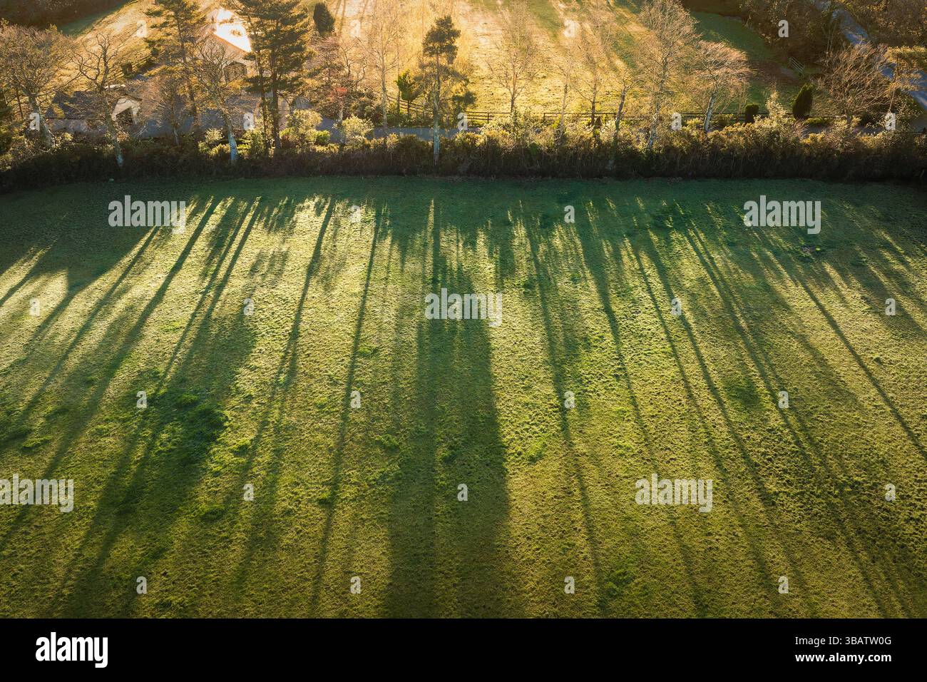 Le ombre dell'ora d'oro si estendono su un campo, gettate da alti alberi alla luce del mattino presto: La tranquilla Irlanda rurale. Foto Stock