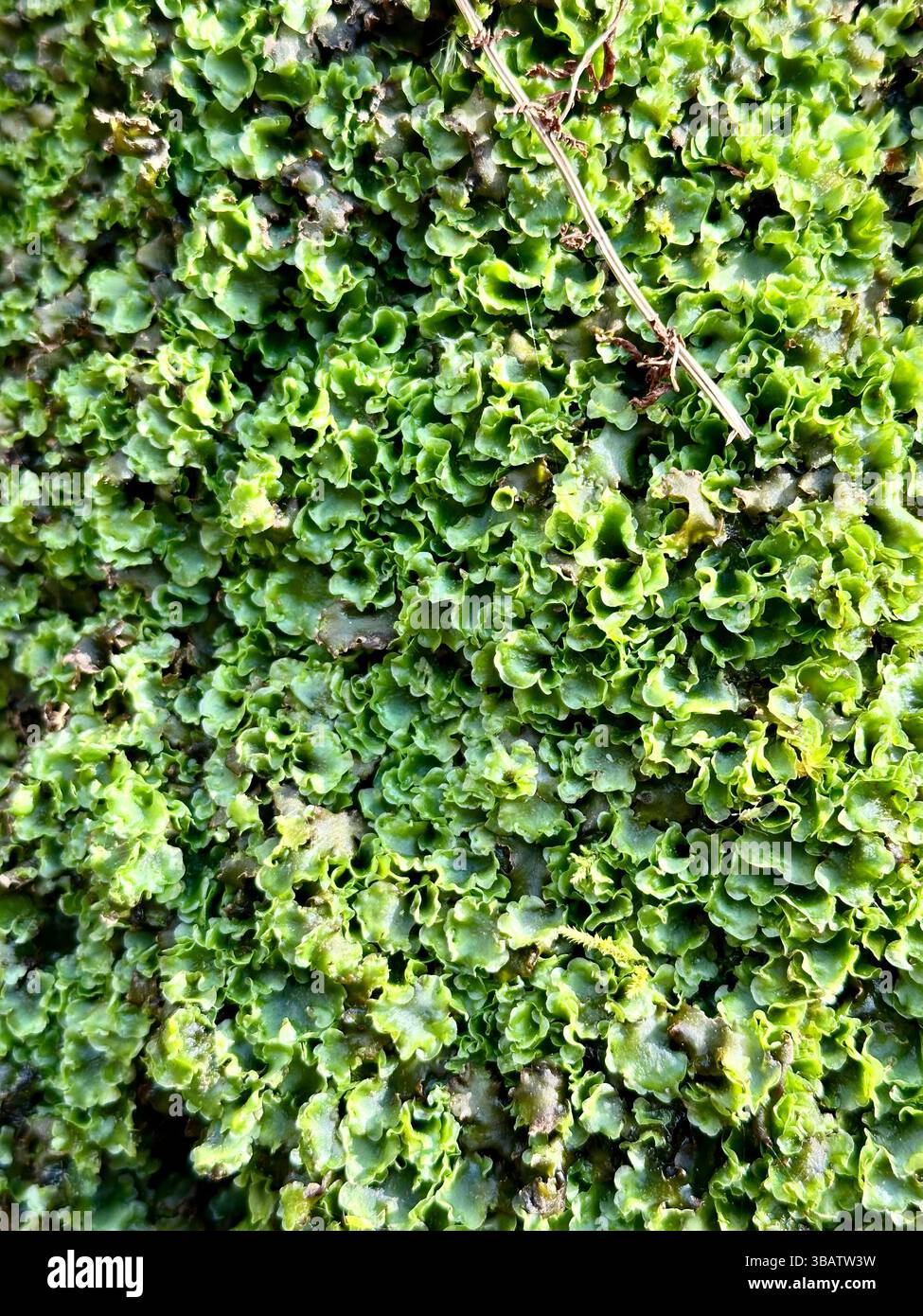 Primo piano di una pianta grigio-argento con foglie vellutate. Il fogliame intricato crea un motivo naturale e astratto, ideale per l'uso sullo sfondo. - Immagine stock catturata con smartphone