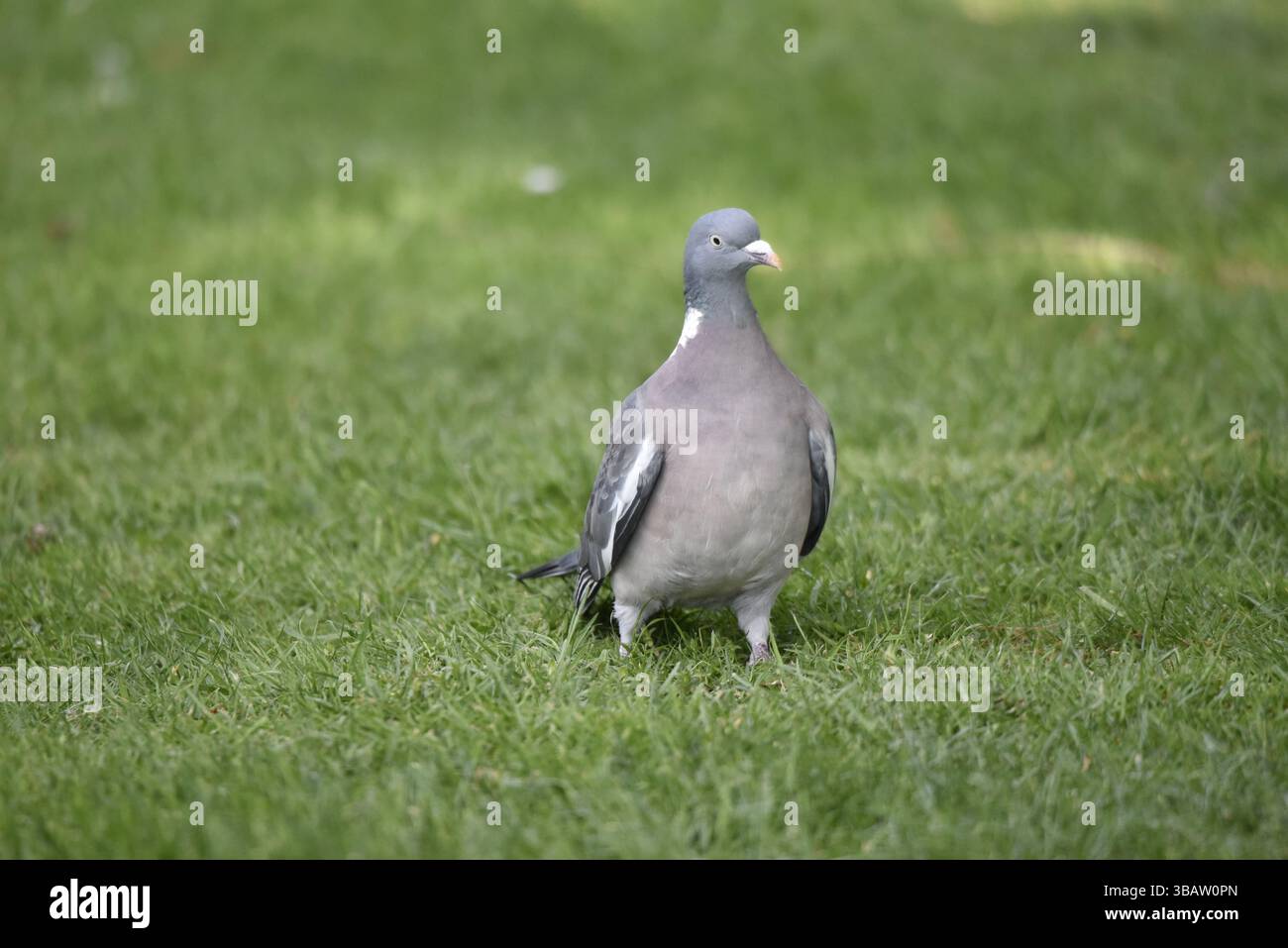 Ritratto in primo piano di un piccione comune (palumbo Columba) in piedi su erba corta, rivolto verso la fotocamera, realizzato in primavera in Galles, Regno Unito Foto Stock