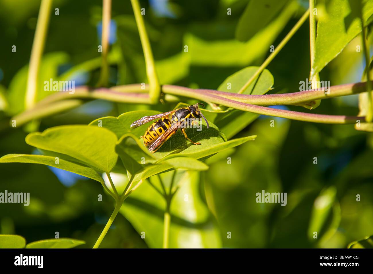 wasp (specie di Vespula) seduta su una foglia verde alla luce del sole estivo, mostra marcature dettagliate e ali. Fotografia macro-naturale. Foto Stock
