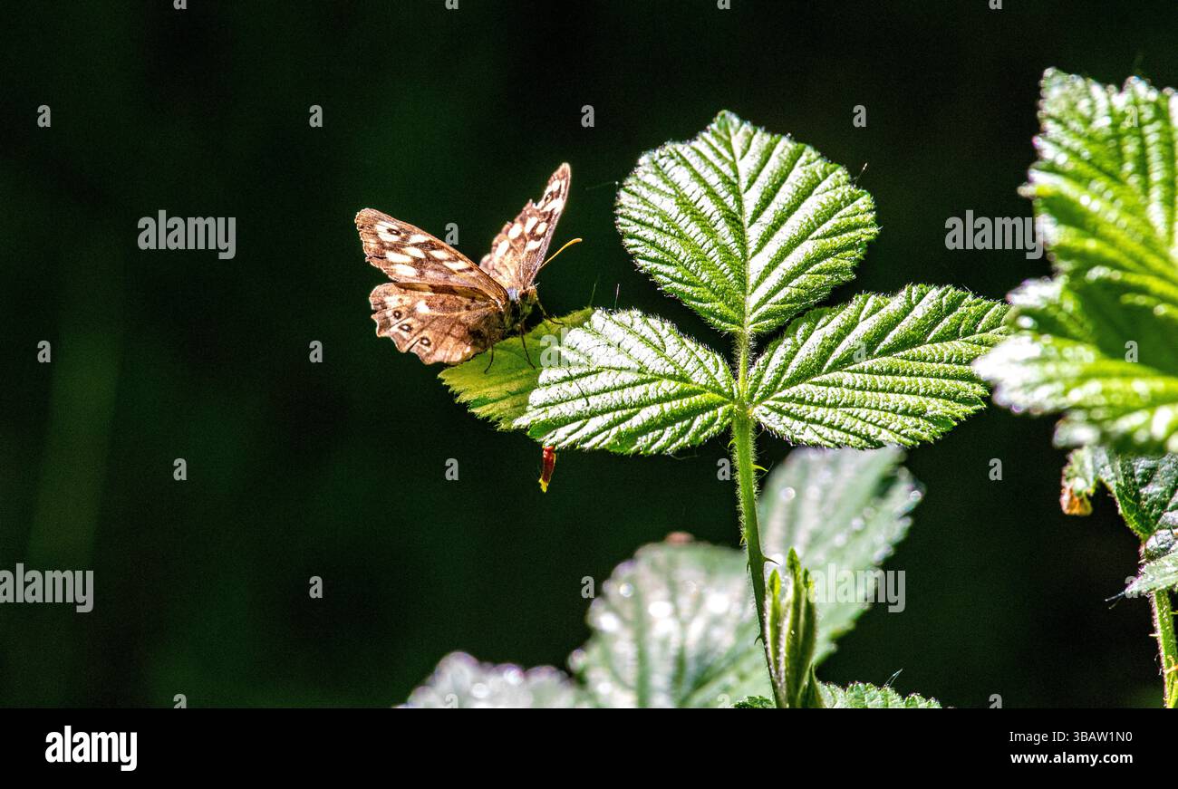 Il sole primaverile al Dundee Clatto Woods mostra la bellezza naturale completa di un ricco fogliame verde sugli alberi e splendidi fiori primaverili, la Scozia Foto Stock