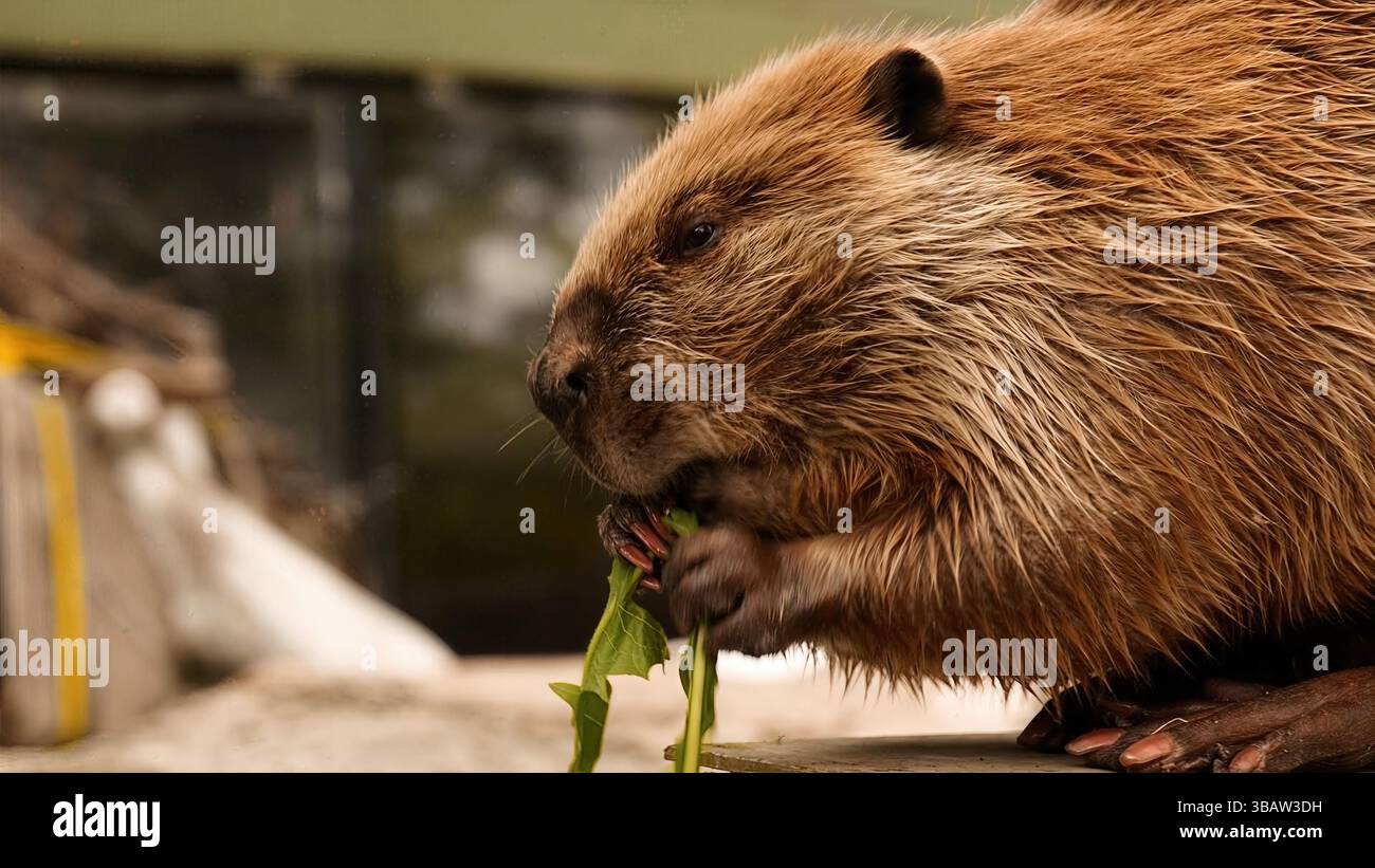 Il castoro nordamericano (Castor canadensis) mangia il gambo verde nel primo piano della vista laterale, mostrando pellicce e whisker dettaglio, California, USA, aprile 2025 Foto Stock