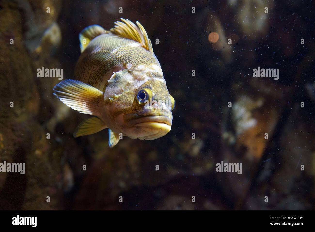 Il persico giallo (Perca flavescens) nuota in una vasca rocciosa dell'acquario poco illuminata, mostrando la consistenza e i dettagli degli occhi, California, USA, aprile 2025 Foto Stock