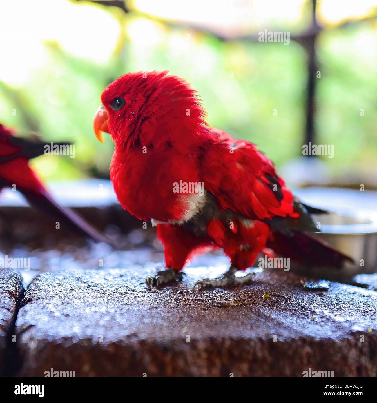 Pappagallo rosso (specie sconosciuta) con vivaci prugne su una superficie di pietra in soffice luce interna, California, USA, ottobre 2024 Foto Stock