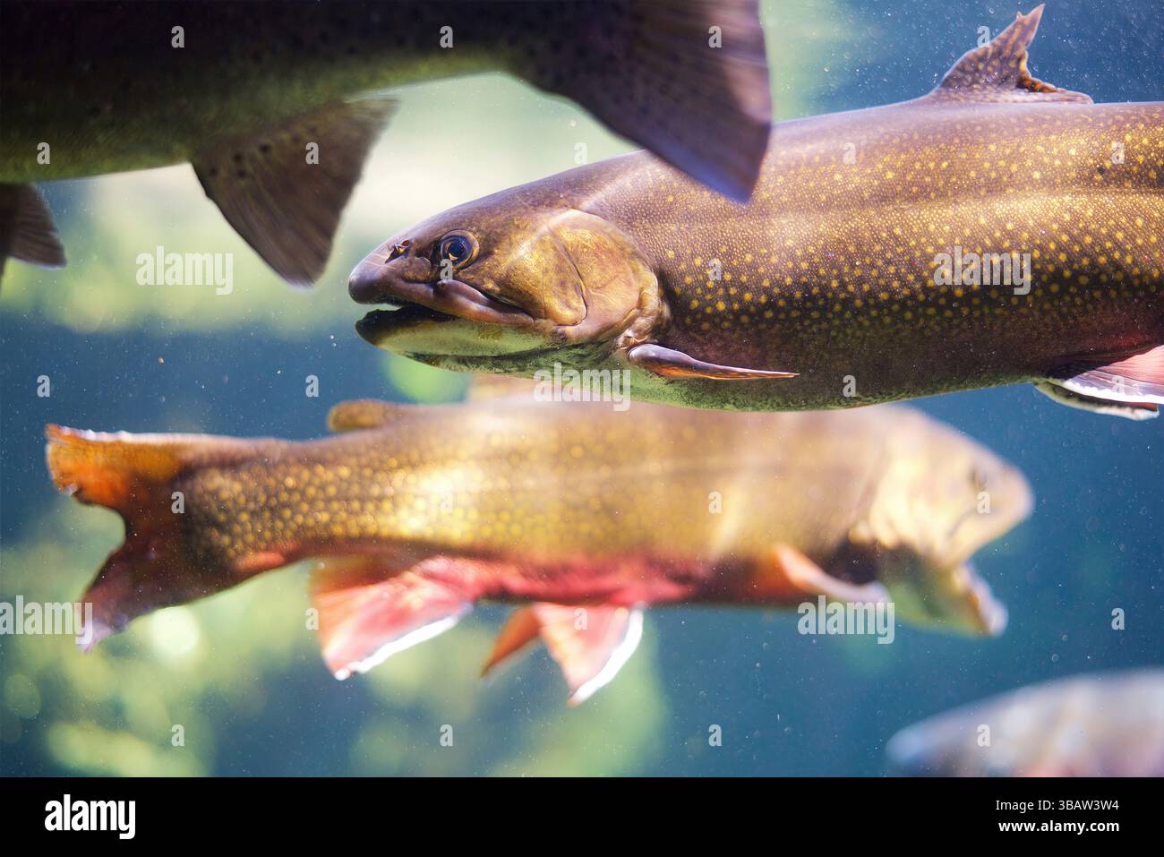 Le trote di ruscello (Salvelinus fontinalis) nuotano in acque cristalline dell'acquario con pinne e segni visibili, California, Stati Uniti, catturate nell'ottobre 2024 Foto Stock