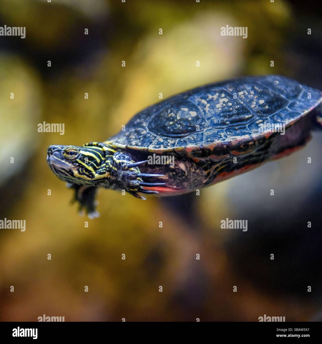 La tartaruga dipinta (Chrysemys picta) nuota sott'acqua mostrando segni di conchiglia e volto a strisce, California, Stati Uniti, in un ambiente di acqua dolce, ottobre 2024 Foto Stock