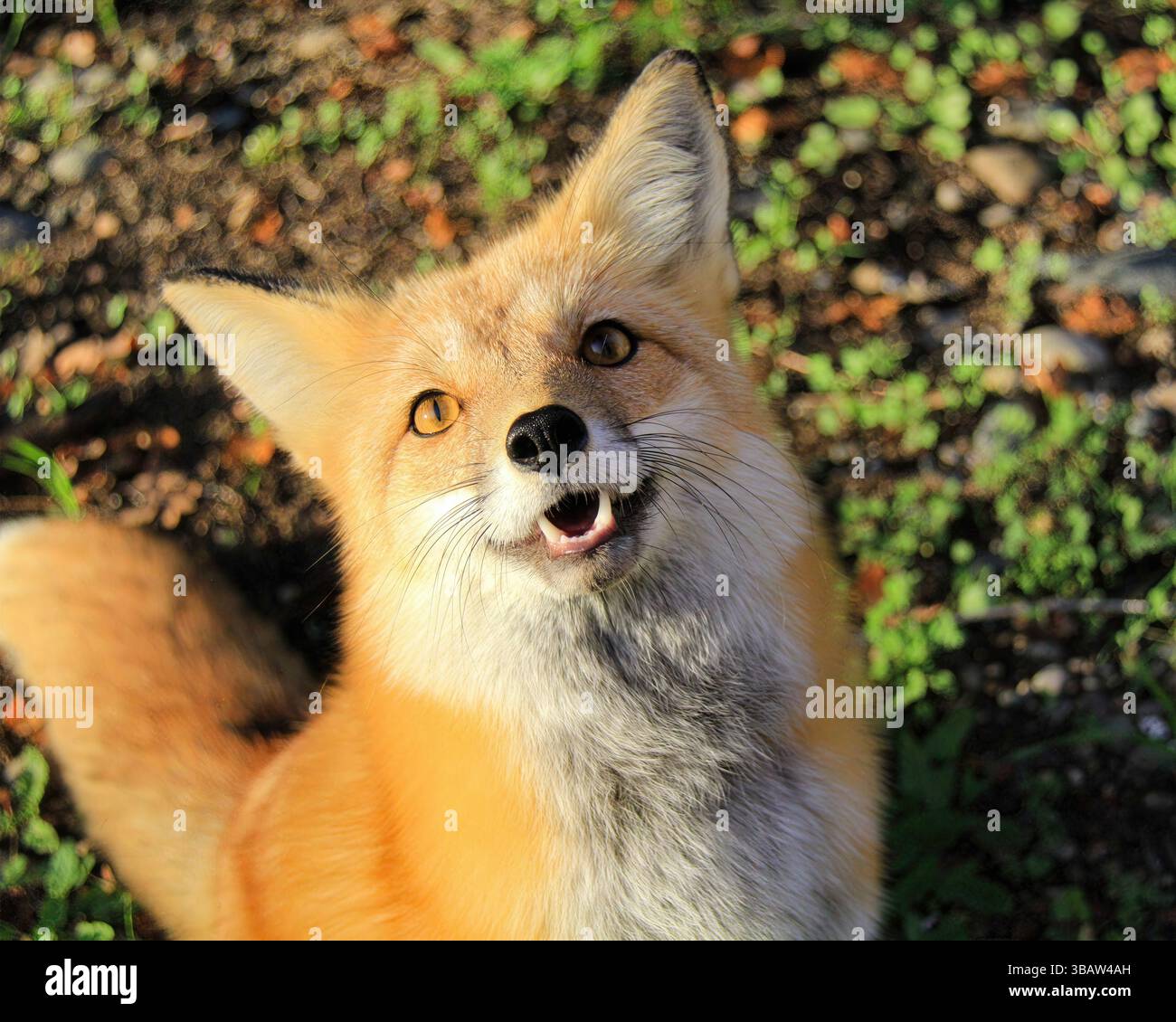 Volpe rossa (Vulpes vulpes) con le orecchie appollaiate e la lingua visibile guarda in alto in piena luce, California, USA, mostrando espressione giocosa, ottobre 2024 Foto Stock