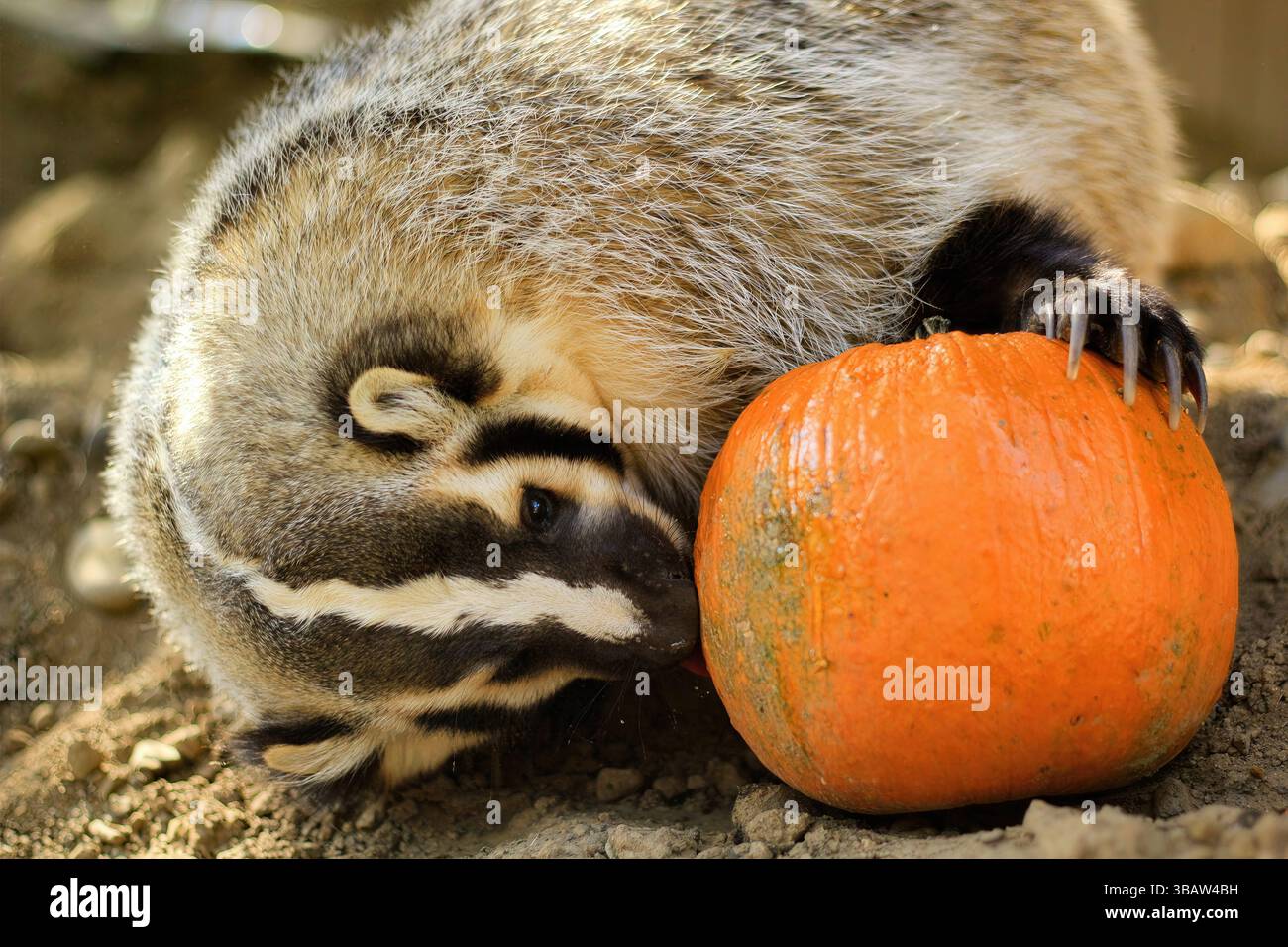 Il tasso nordamericano si appoggia contro una piccola zucca in un recinto autunnale, mostrando un comportamento stagionale in California, USA, ottobre 2024. Foto Stock