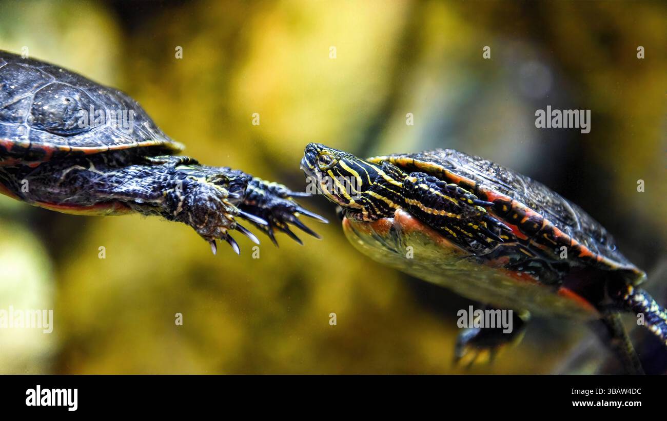Le tartarughe dipinte toccano il naso su un tronco in un habitat di acqua dolce, mostrando il comportamento sociale in California, USA, maggio 2025. Foto Stock