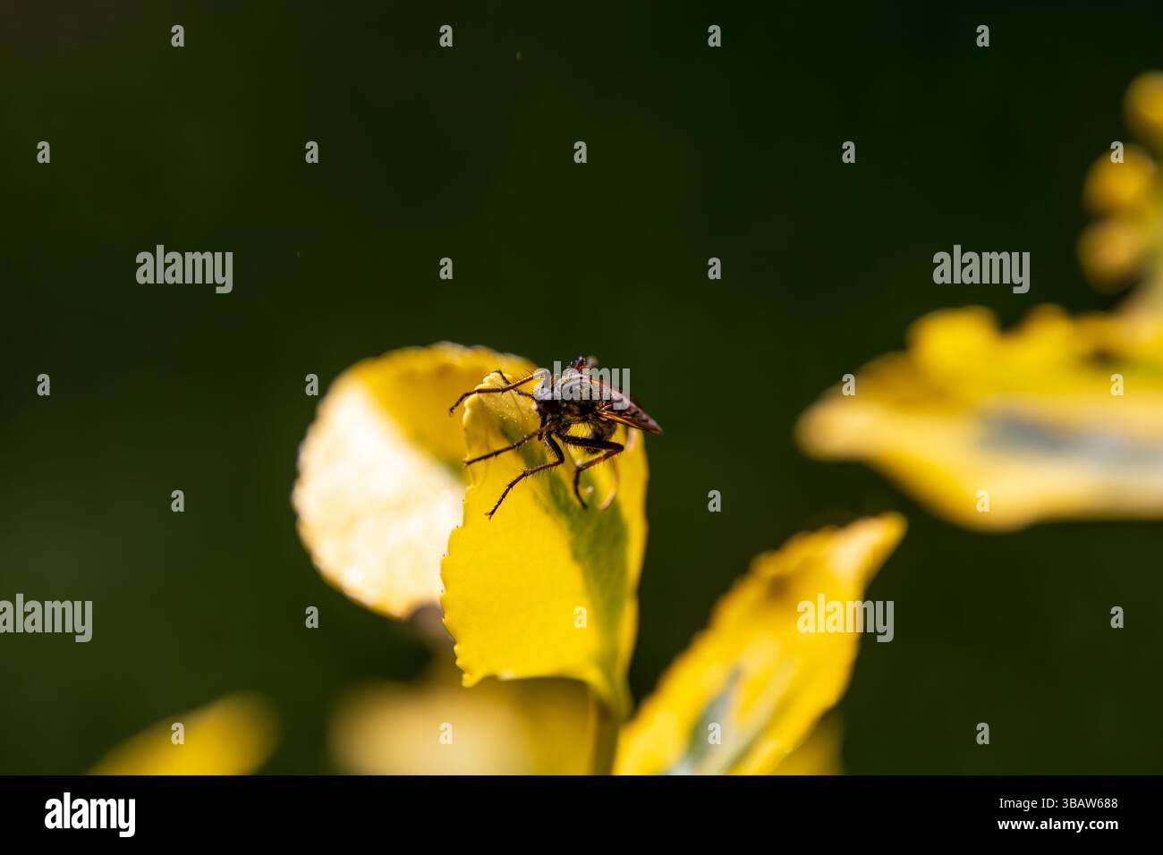 Makroaufnahme eines schwarzen Käfers auf einem gelben Blatt mit grünem, unscharfem Hintergrund im Sonnenlicht. Foto Stock