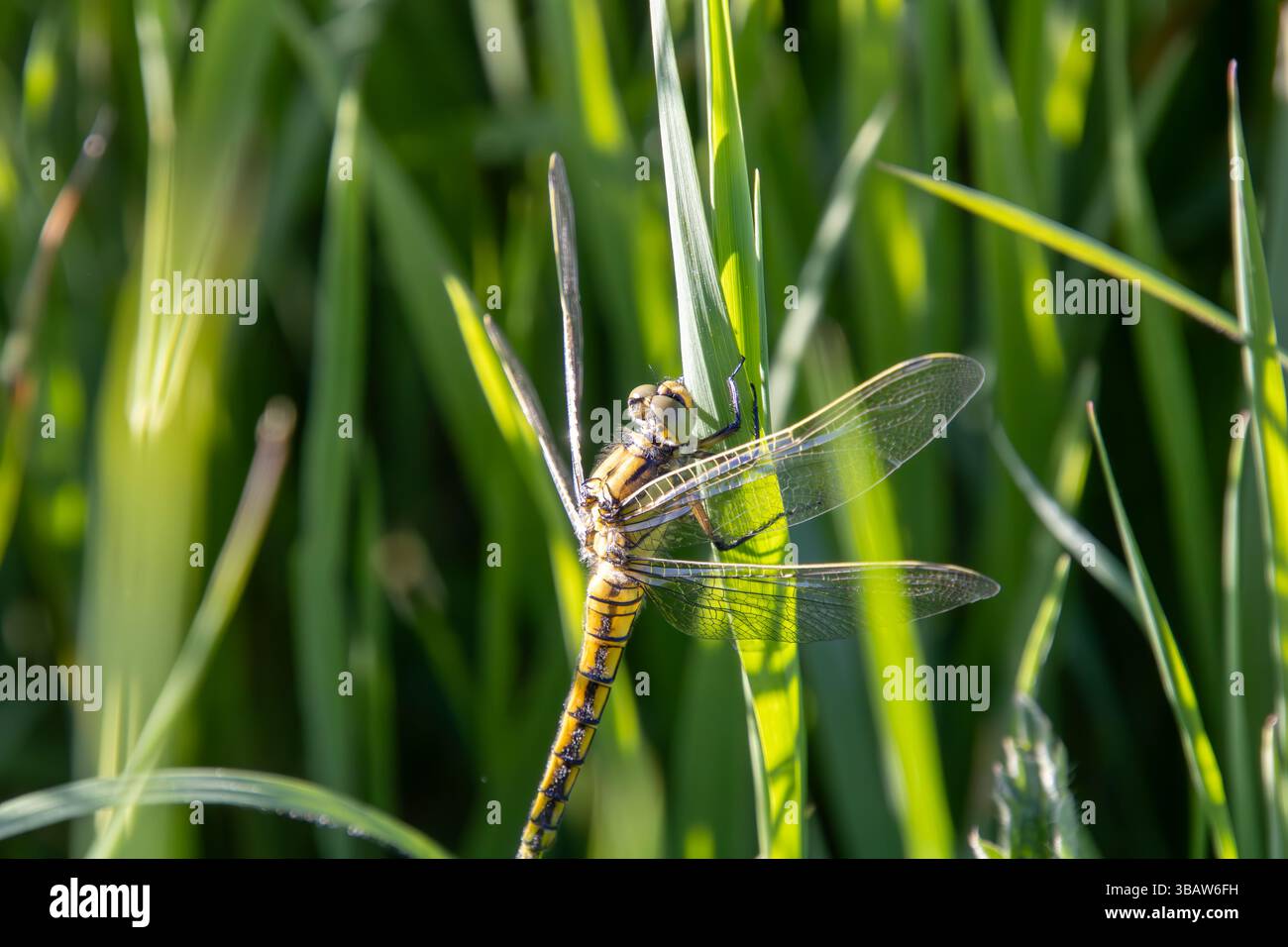 Delicata libellula appoggiata su una lama d'erba Foto Stock
