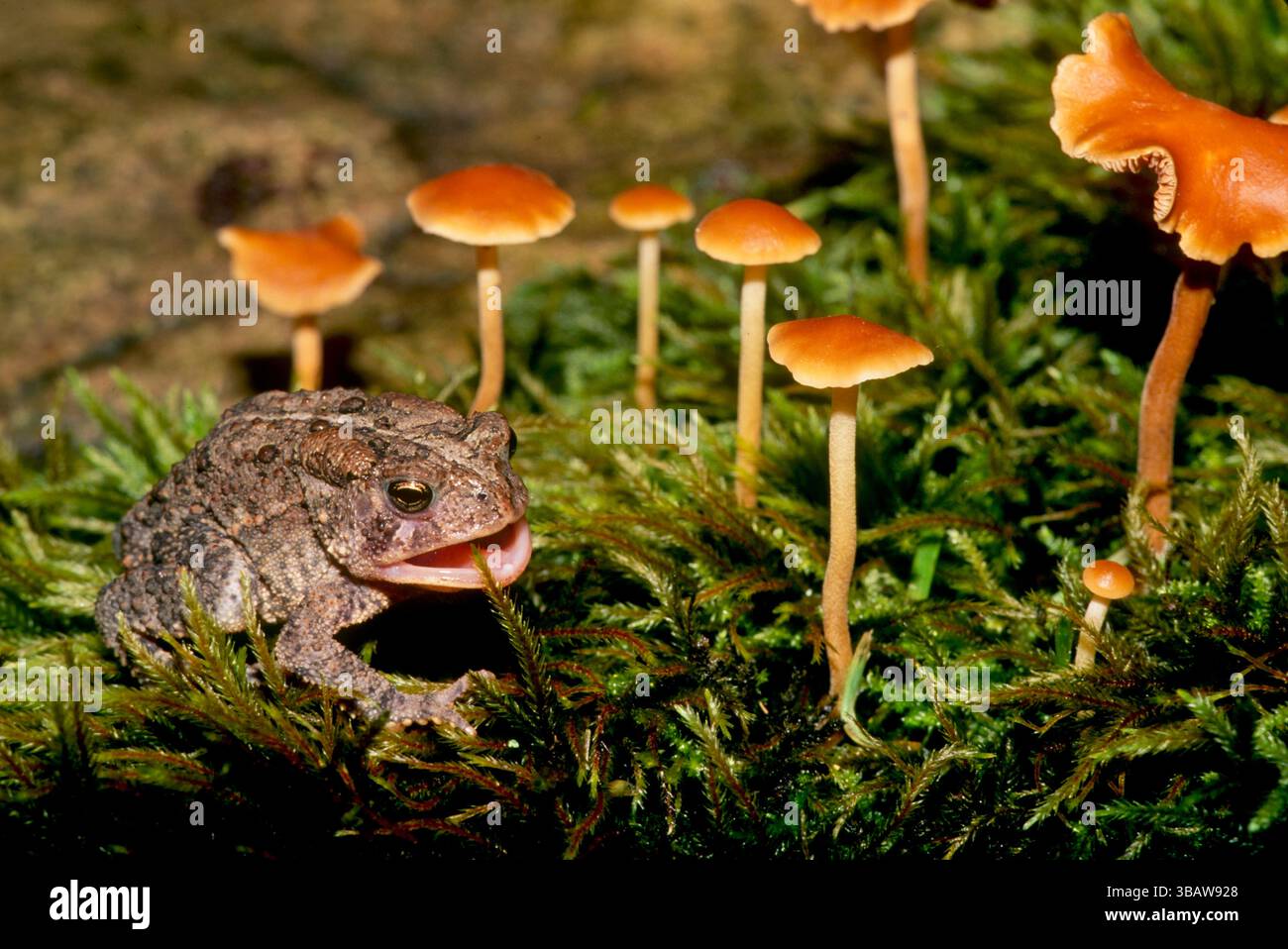 Un rospo americano, Bufo Americanus, in un giardino lussureggiante vicino a piante e funghi d'arancia con bocca aperta, Missouri, USA Foto Stock