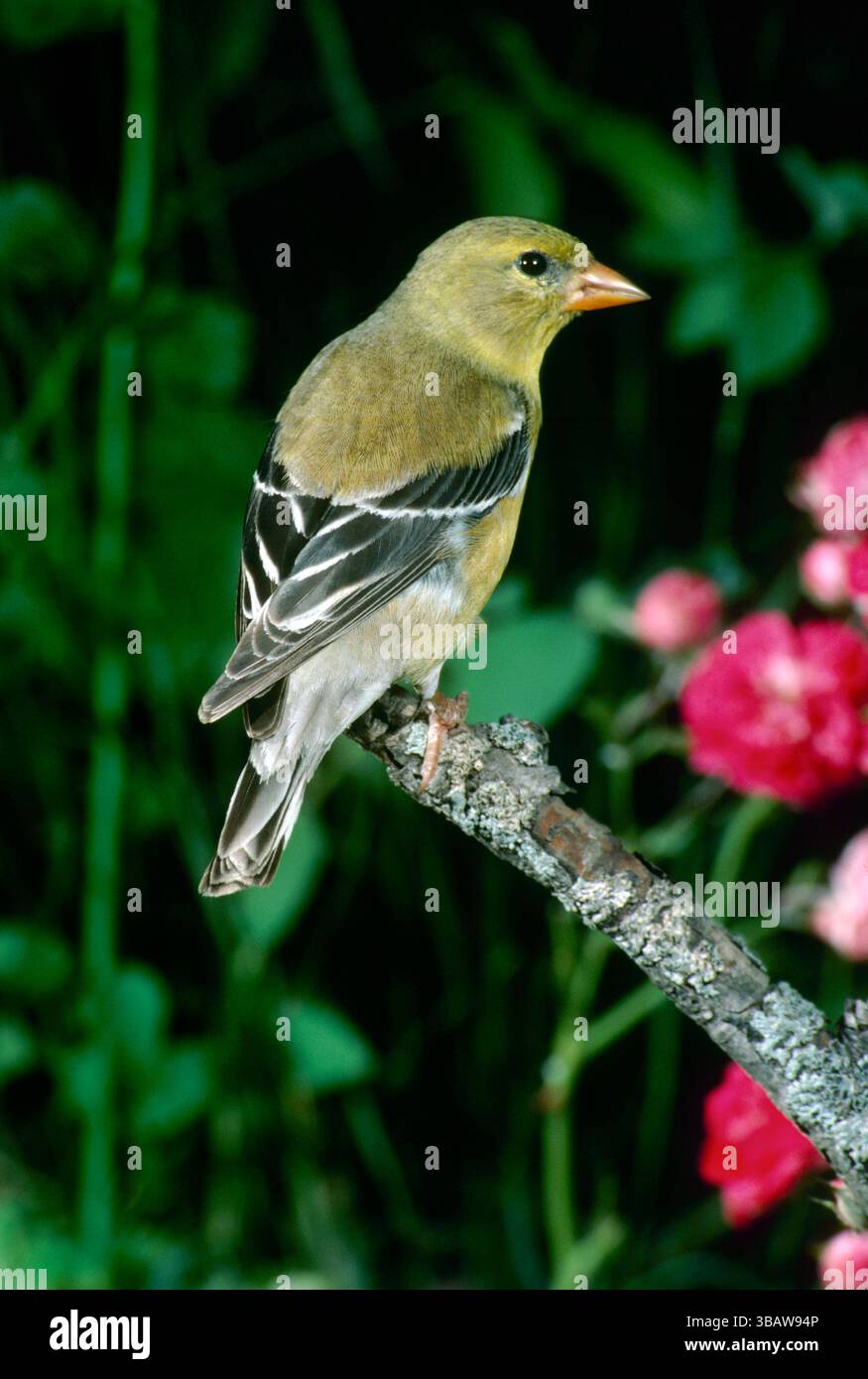 goldfinch maschio appollaiato sul ramo con fiori di cotogna Foto Stock