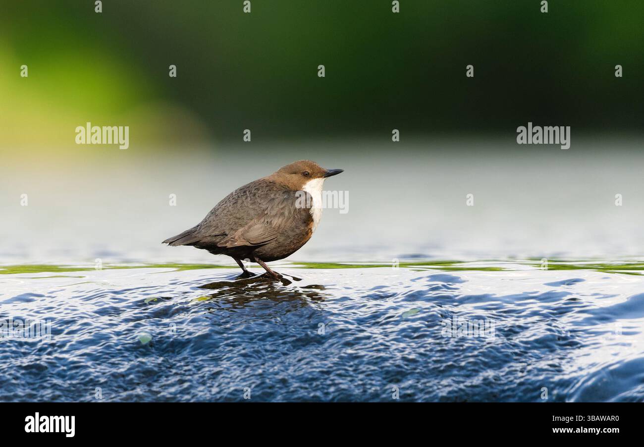Cinclus cinclus, alias cucchiaia dalla gola bianca. Raro uccello d'acqua nel suo habitat. Natura della repubblica ceca. Isolato su sfondo chiaro e sfocato. Foto Stock