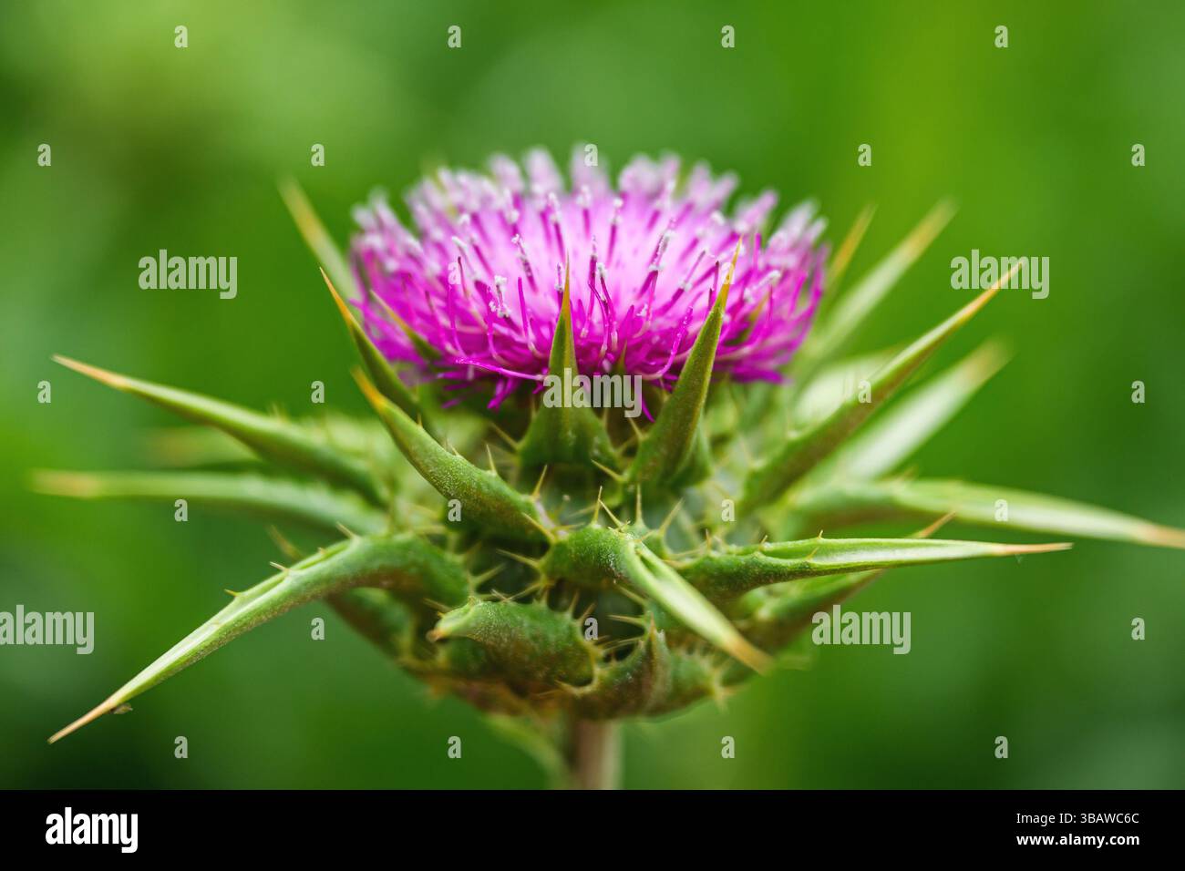 Testa di fiori di cardo mariano, primo piano. Cardo di Santa Maria in fiore viola (Silybum marianum) o pianta incolta di Cardus marianus. Focu selettiva Foto Stock