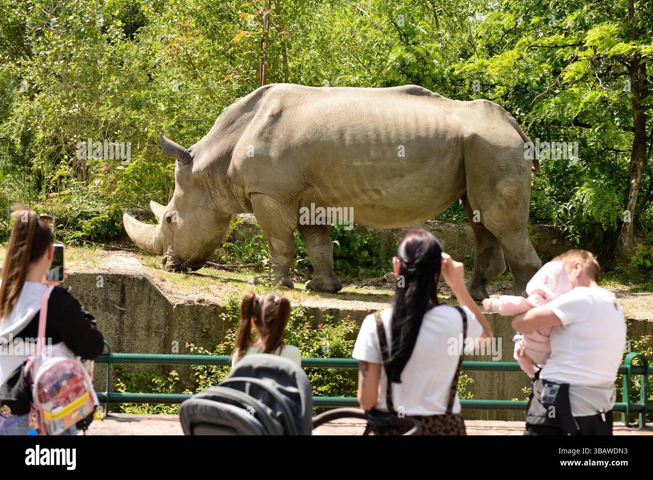 Rinoceronte bianco maschio Ceratotherium simum specie di rinoceronte in via di estinzione e visitatori dello zoo di Sofia, Sofia Bulgaria, Europa orientale, UE Foto Stock