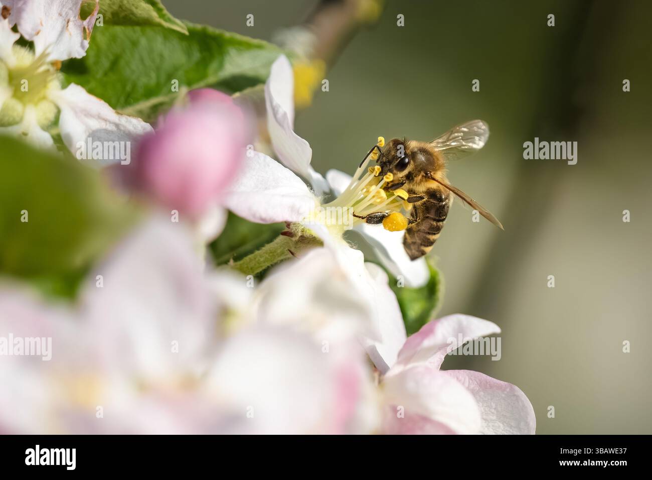 Api che lavorano sul fiore in primavera, scena naturale Foto Stock