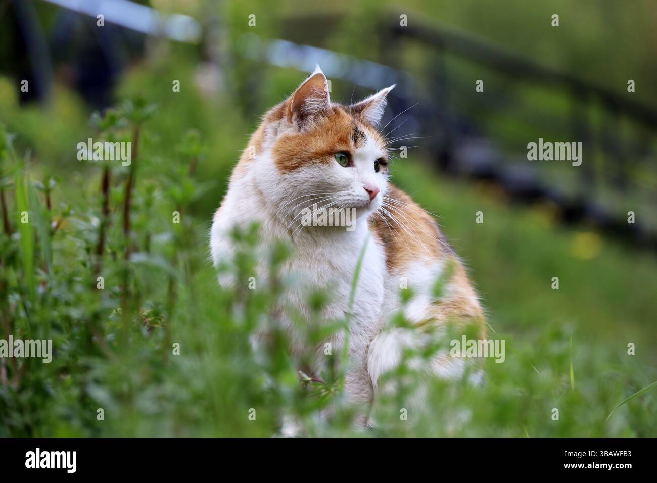 Gatto bianco rosso con macchie sedute in un'erba Foto Stock