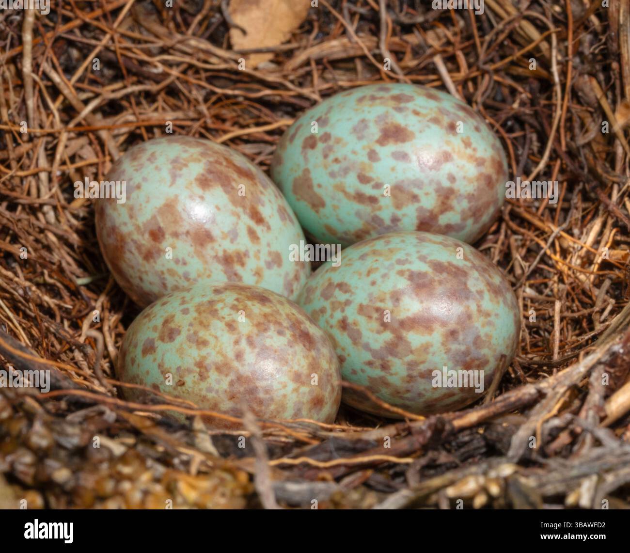 Nido comune di uccelli neri ben intrecciato in North Carolina in primavera che protegge quattro uova. Foto Stock