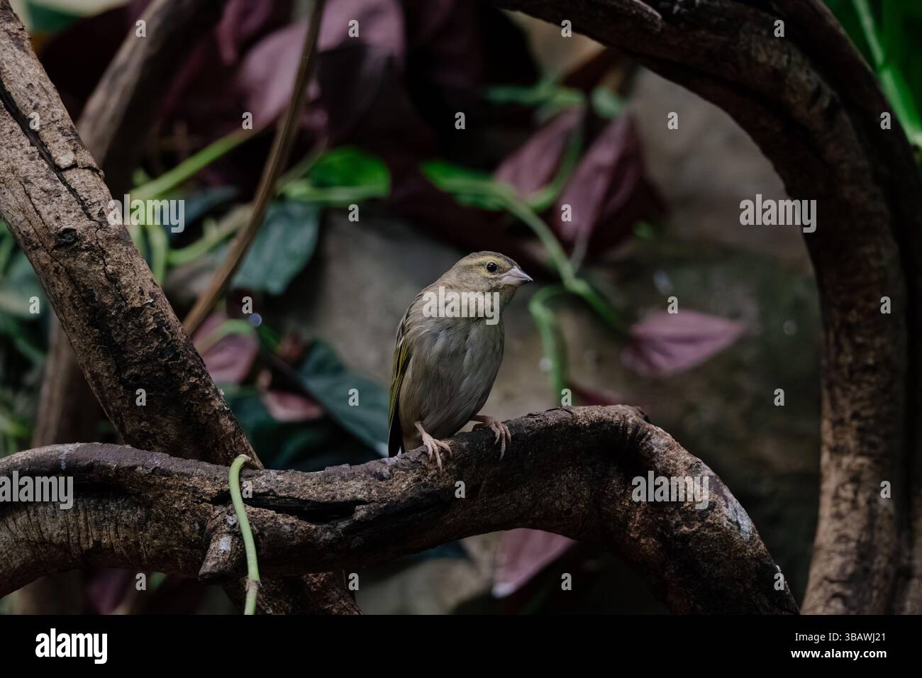 Un piccolo uccello bruno-grigiastro poggia su un ramo bruno scuro e storto. Lo sfondo presenta una vegetazione sfocata e un fogliame scuro. L'immagine è nettamente f Foto Stock