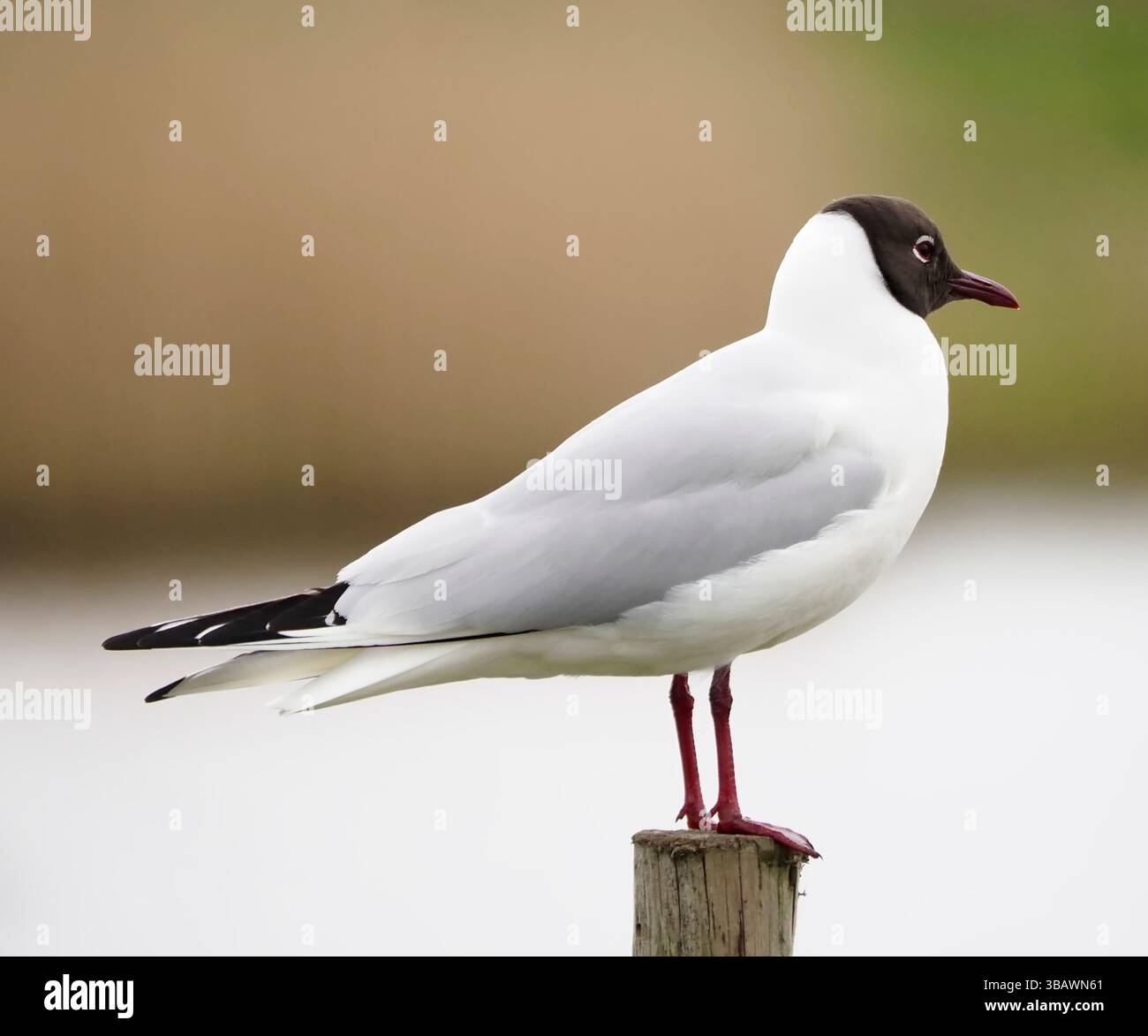 Gabbiano dalla testa nera (Chroicocephalus ridibundus), RSPB Morecambe Bay Foto Stock