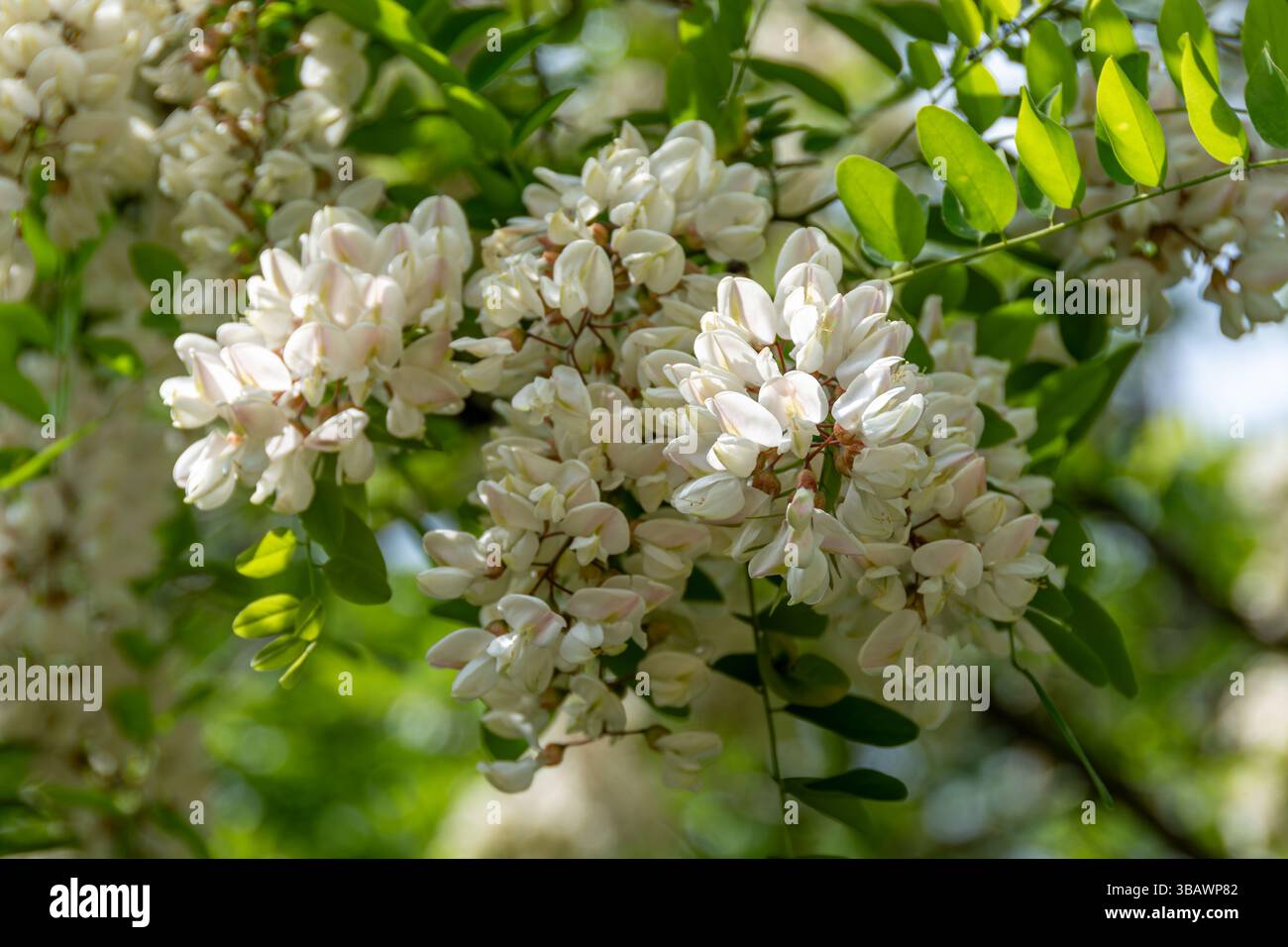 Fiori di acacia, un albero noto anche come locusta nera o uccello nero (Robinia pseudoacacia). I suoi fiori sono commestibili e usati per fare miele e ciambelle Foto Stock