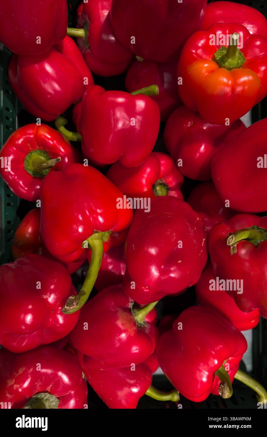 01.03.2025, Germania, bassa Sassonia, Tostedt - Peppers in un supermercato. 00A250301D011CAROEX.JPG [VERSIONE DEL MODELLO: NON APPLICABILE, LIBERATORIA DELLA PROPRIETÀ: NO (C Foto Stock