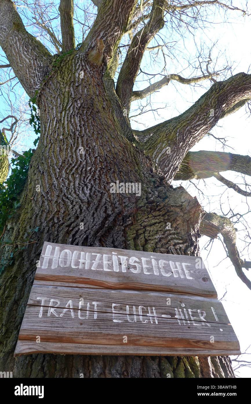 11.03.2022, Germania, Sassonia-Anhalt, Burg - insegna Hochzeitseiche - Traut Euch hier haengt an Eichenbaum. 00S220311D074CAROEX.JPG [VERSIONE MODELLO: NON APP Foto Stock