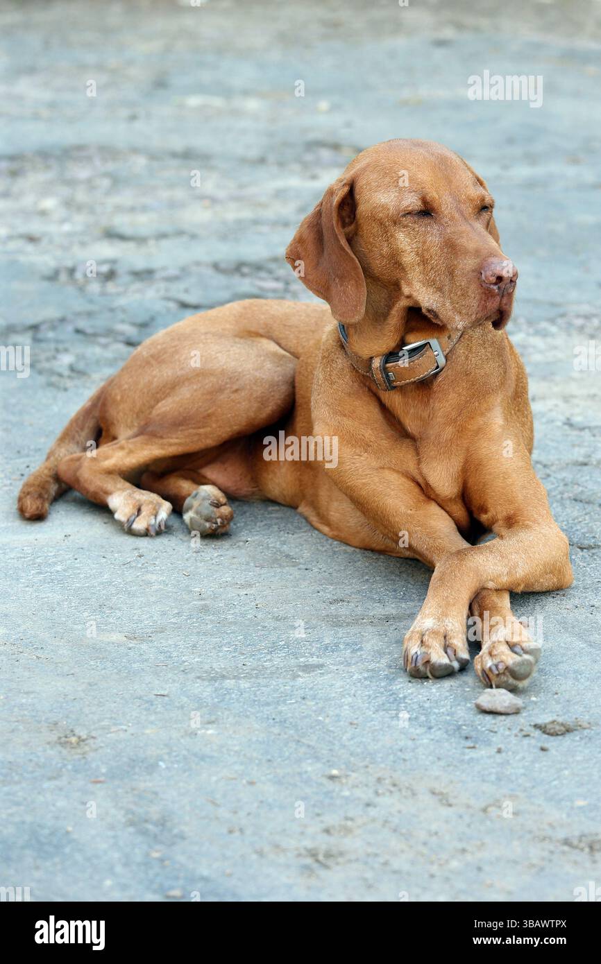 17.08.2023, Germania, Renania-Palatinato, Ingelheim - Magyar Vizsla, cane di razza adagiato su asfalto con zampe anteriori incrociate. 00S230817D142CAROEX.JPG [MODELLO Foto Stock