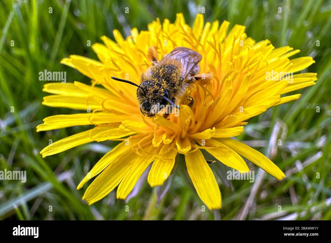 21.04.2024, Germania, Sassonia, Dresda - le api selvatiche raccolgono nettare e polline da un fiore di dente di leone. 00S240421D293CAROEX.JPG [VERSIONE MODELLO: NON APPL Foto Stock