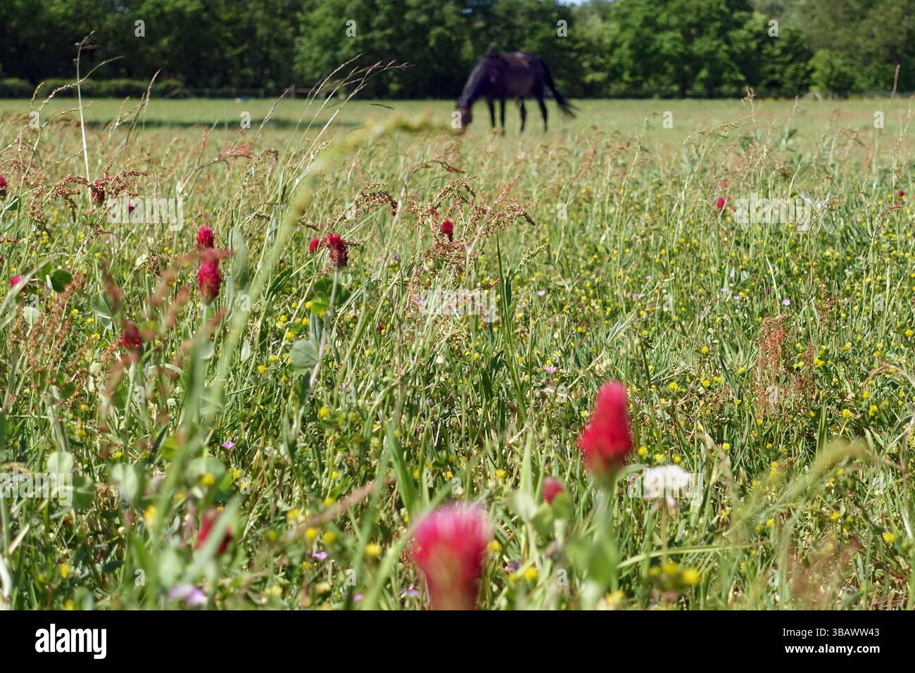 15.05.2024, Germania, bassa Sassonia, Suderburg - trifoglio intagliato su pascolo grasso. 00S240515D476CAROEX.JPG [VERSIONE MODELLO: NON APPLICABILE, PROPERTY REL Foto Stock