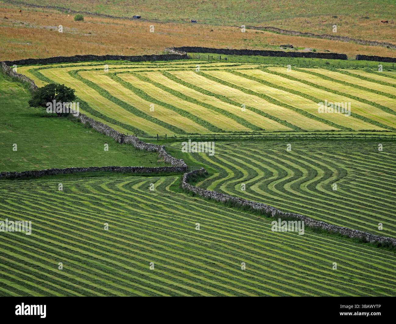 Mosaico di campi delimitati da muretti a secco - interessanti strisce e motivi a zigzag dopo il taglio e la tornitura dell'erba per l'insilato - Cumbria Inghilterra Foto Stock