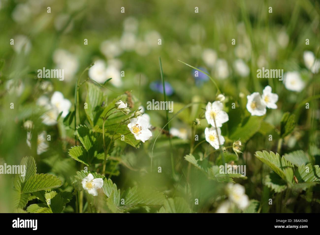 Vista macro delle piante di fragole selvatiche in fiore Foto Stock