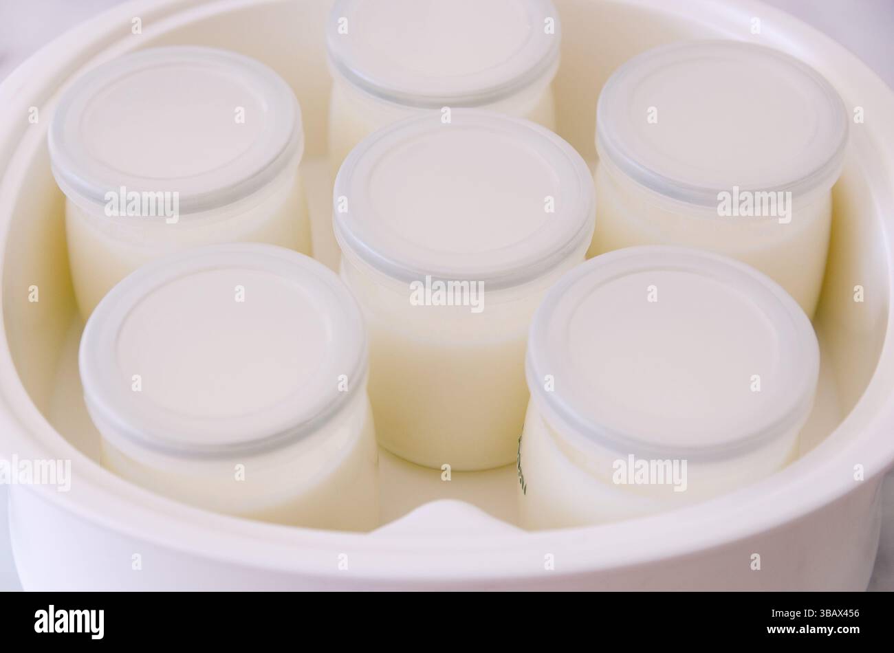 Vasetti di yogurt bianco in una macchina per lo yogurt. Foto Stock